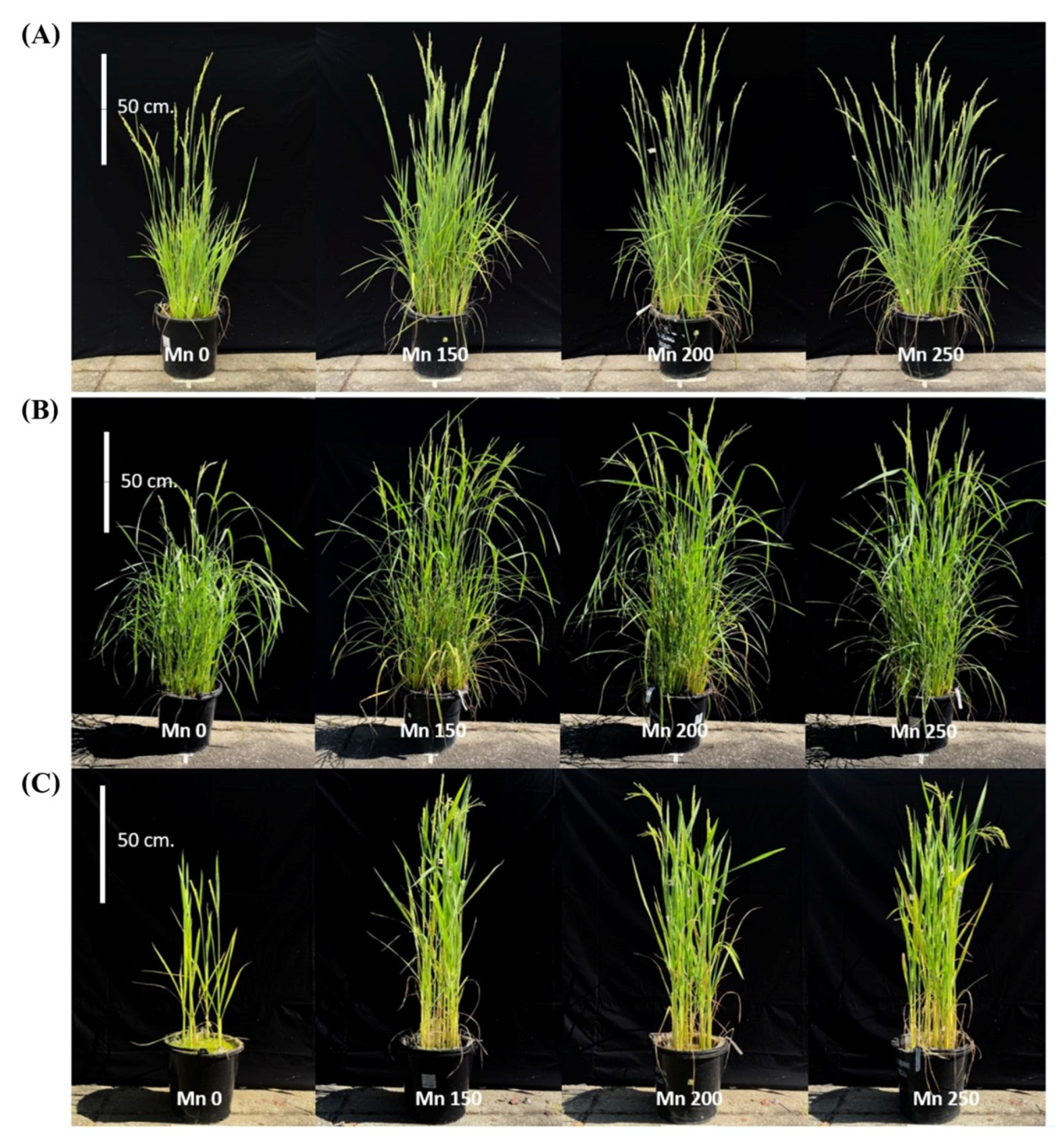 Agronomy 13 00788 g007 Agronomy 13 00788 g007