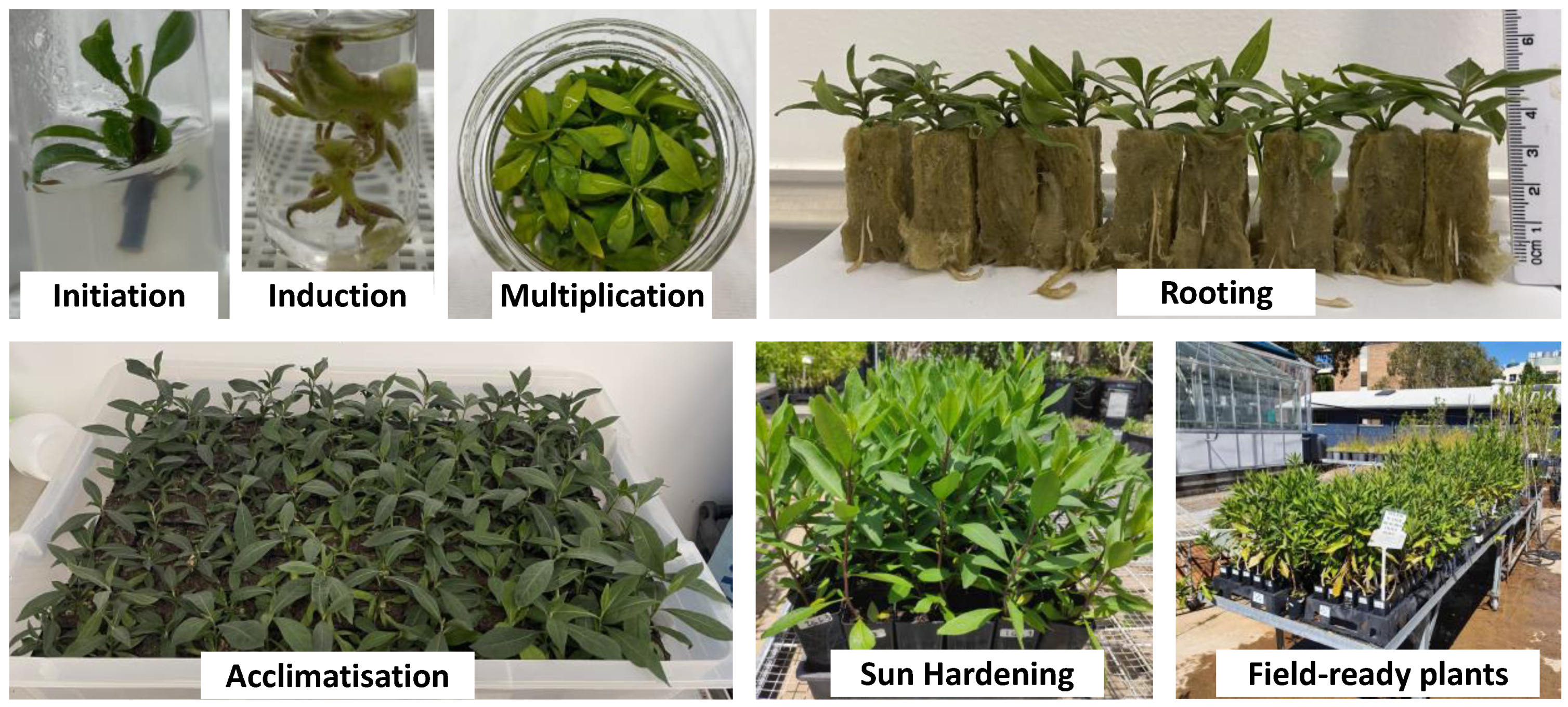 Agronomy 13 00797 g001