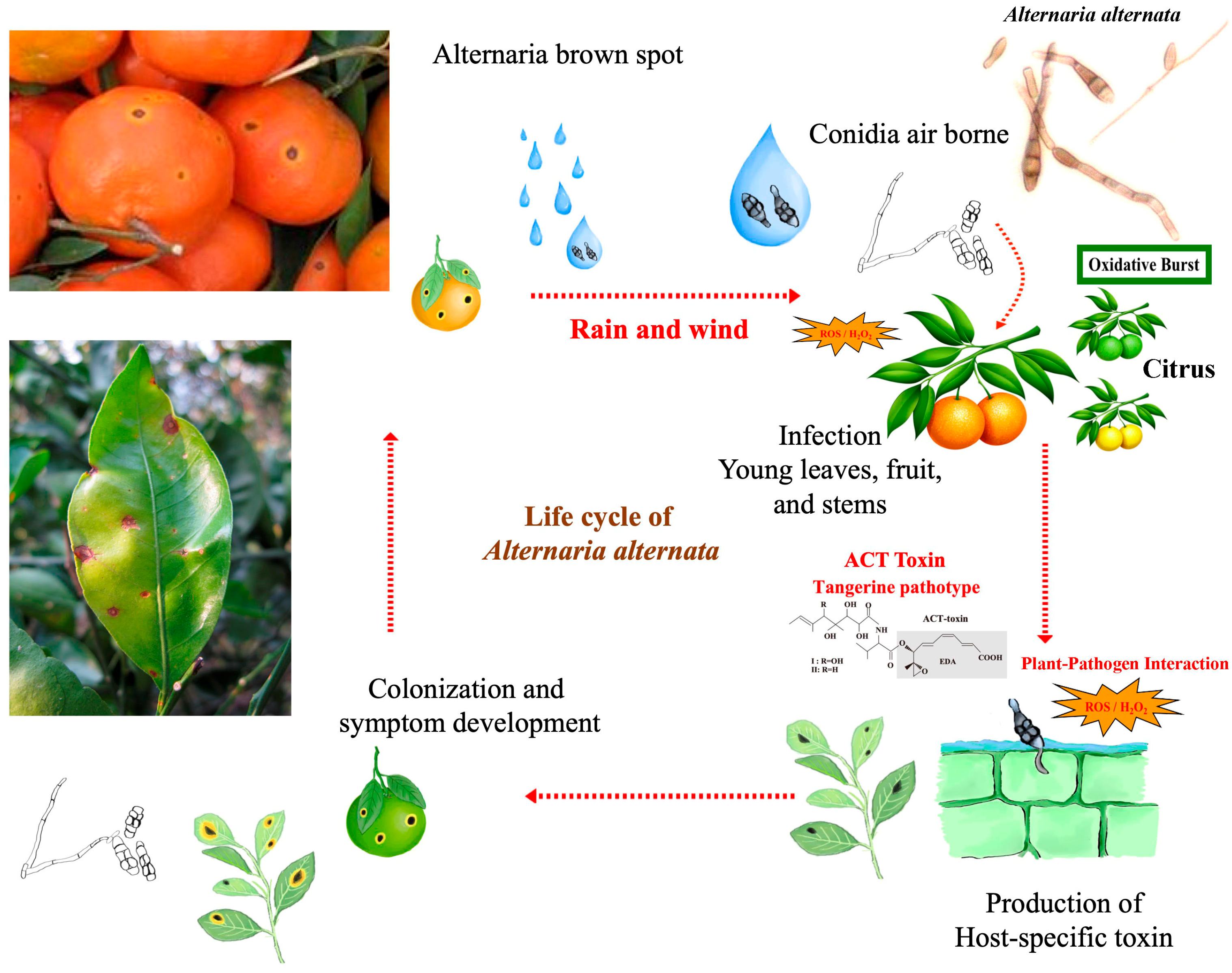Agronomy 13 00809 g001
