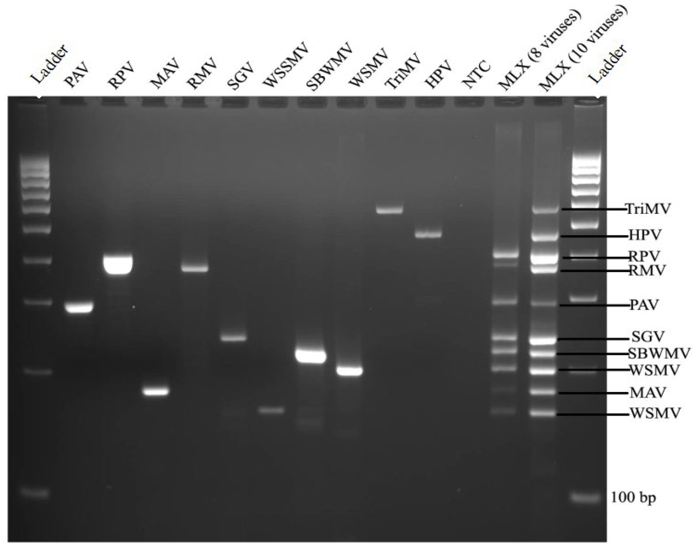 Agronomy 13 00833 g001