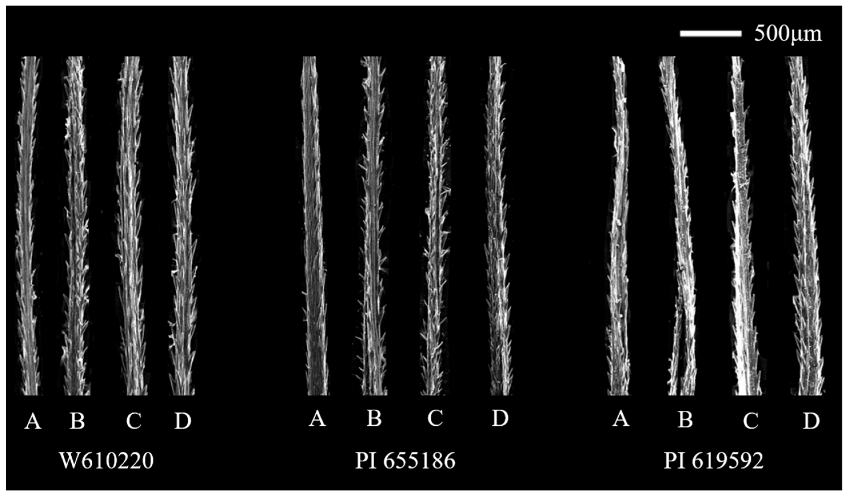 Agronomy 13 00862 g001