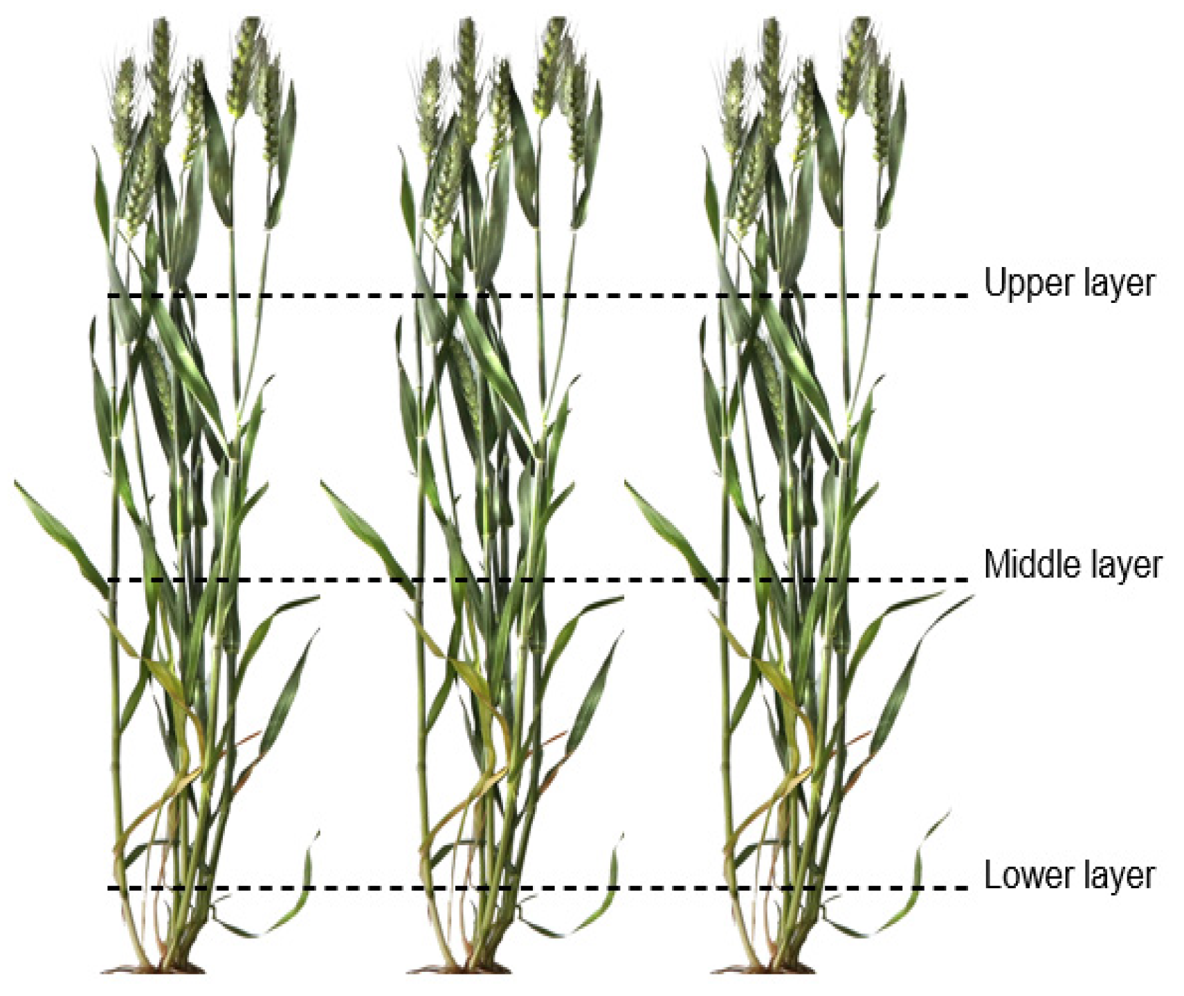 Agronomy 13 00870 g003