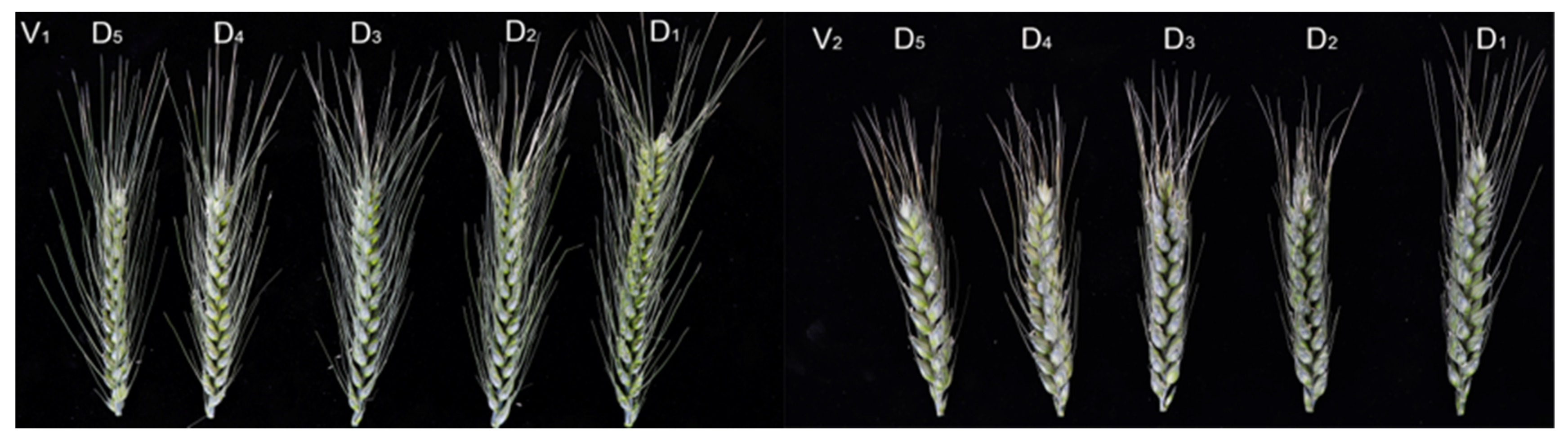 Agronomy 13 00870 g008