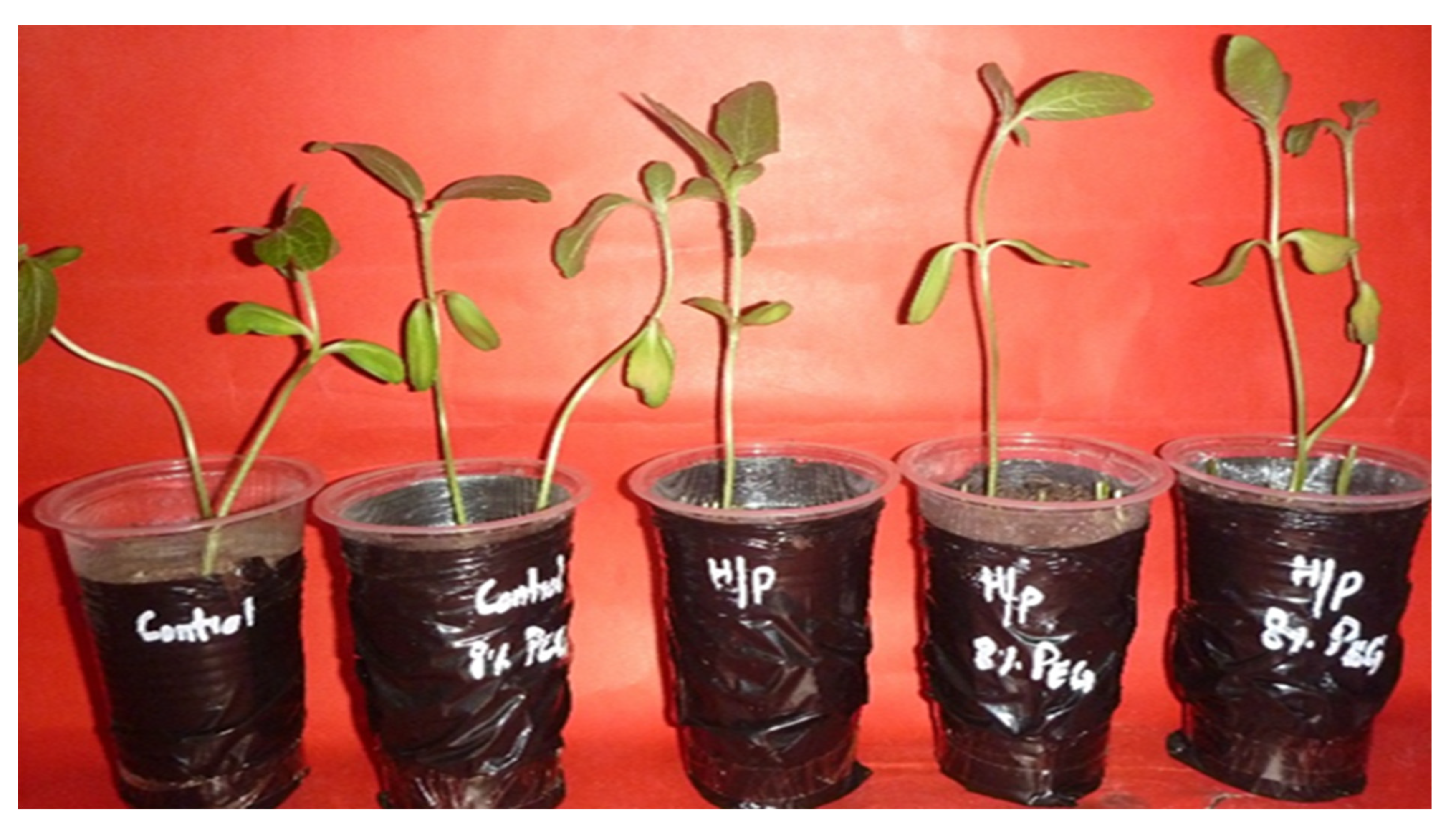 Agronomy 13 00873 g003 Agronomy 13 00873 g003