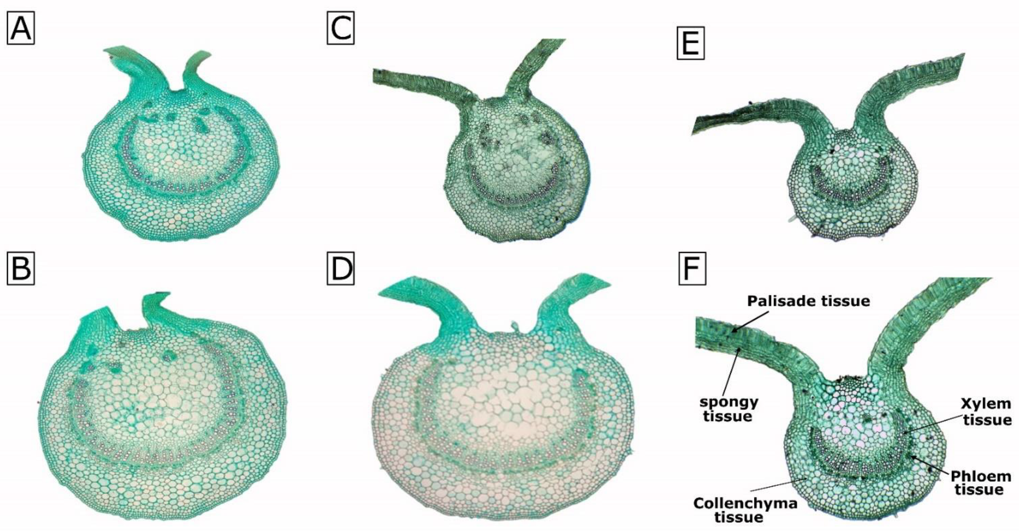 Agronomy 13 00875 g001