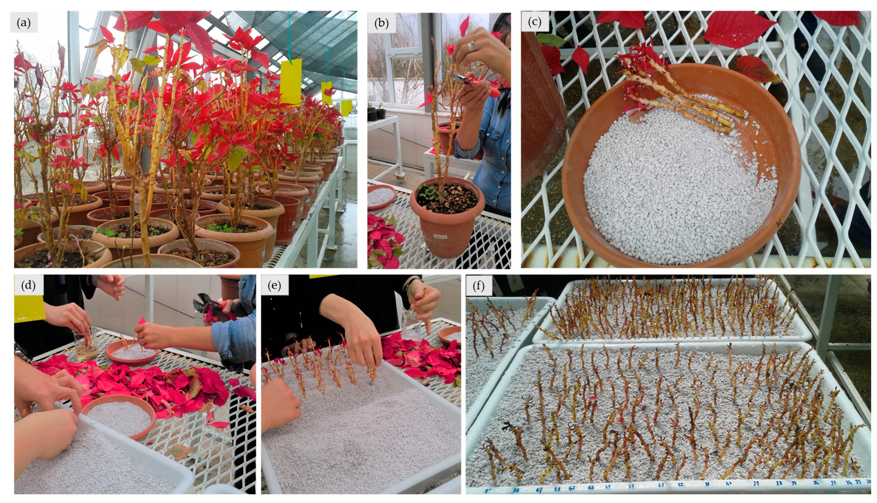 Agronomy 13 00878 g001 Agronomy 13 00878 g001