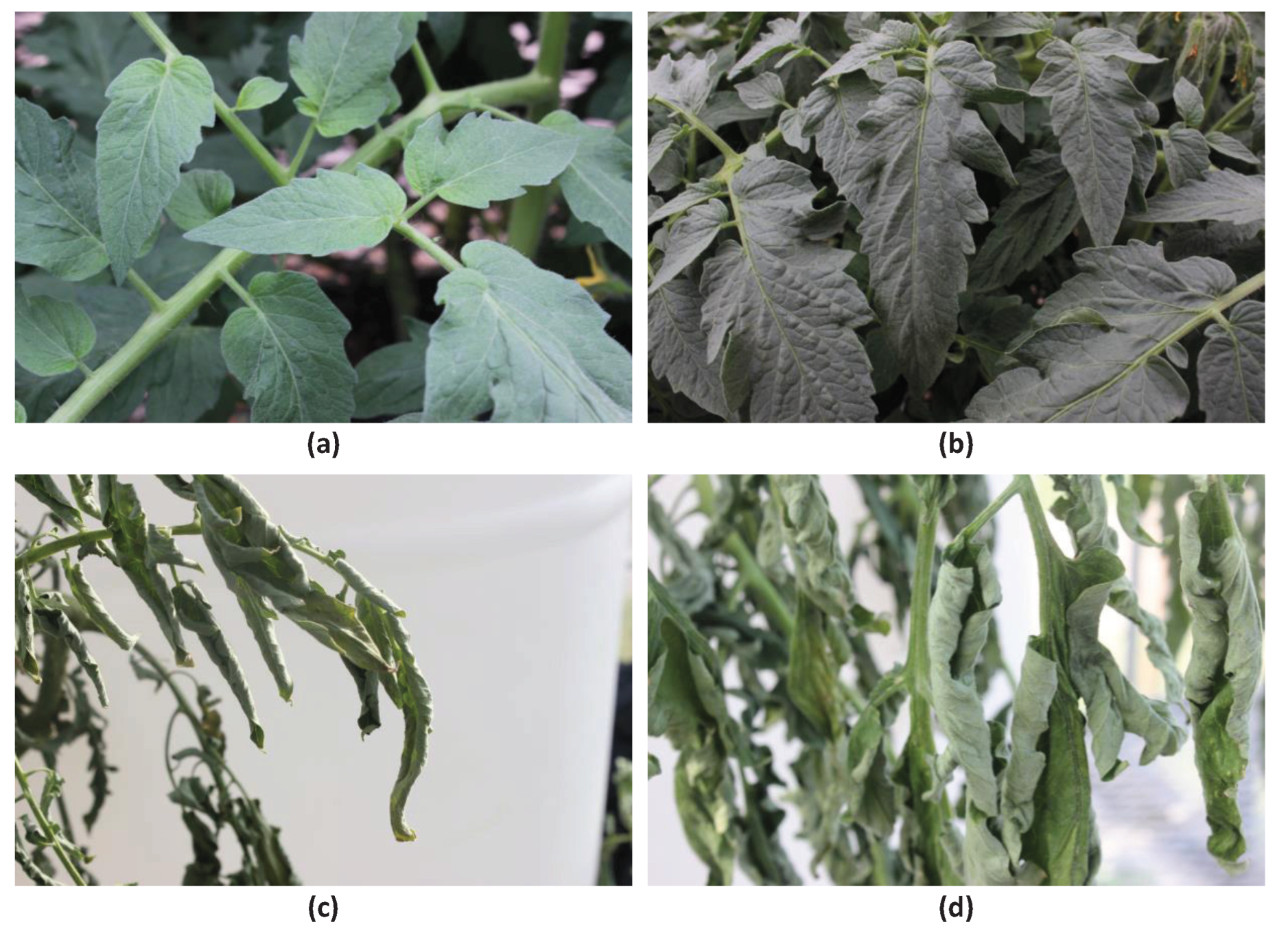 Agronomy 13 00887 g004