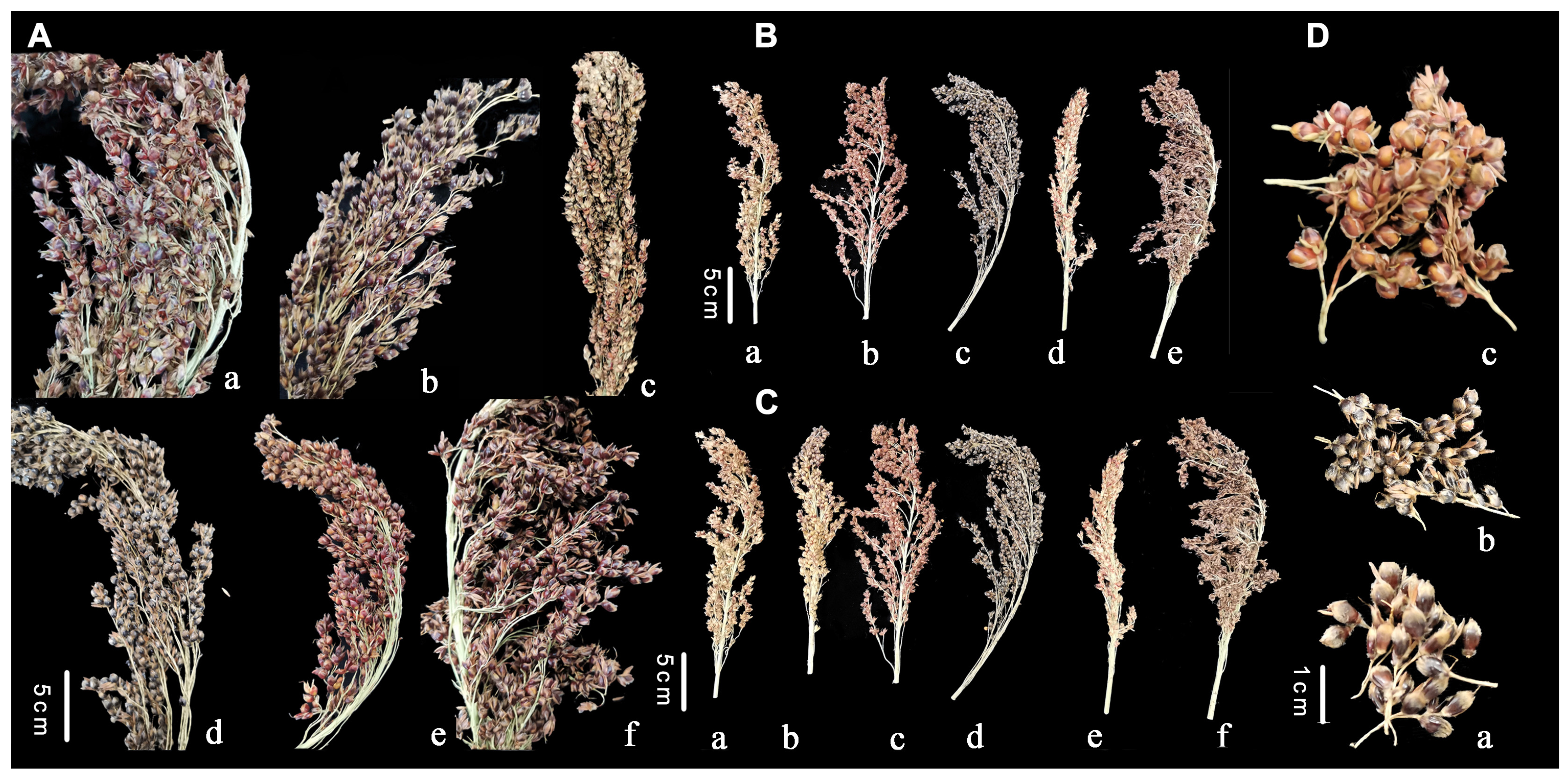 Agronomy 13 00908 g001