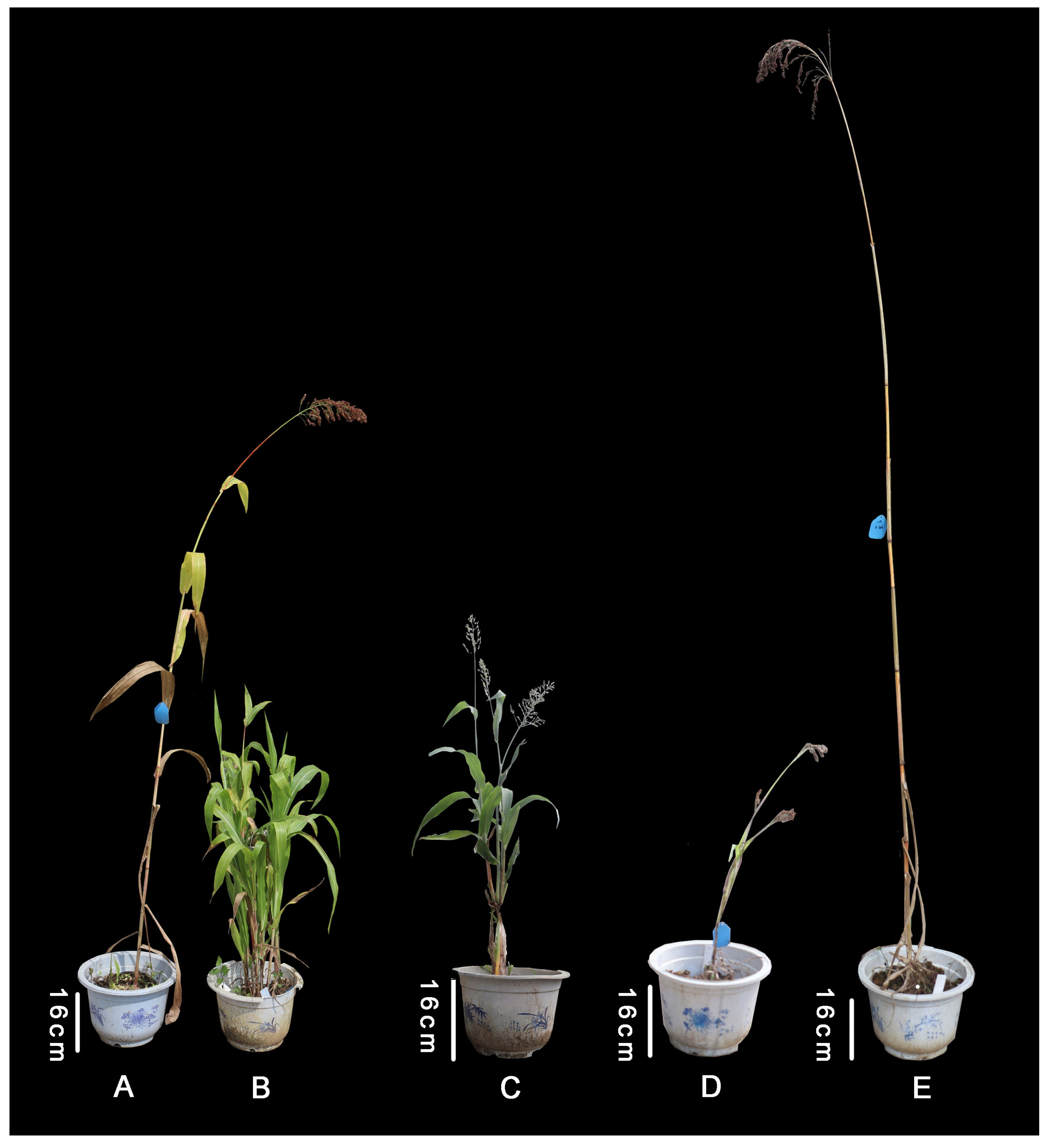 Agronomy 13 00908 g002