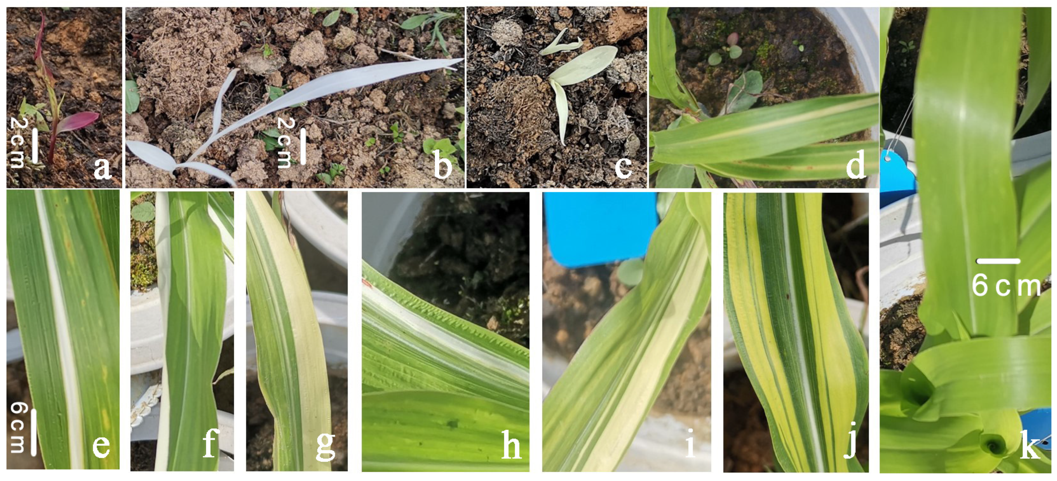 Agronomy 13 00908 g003