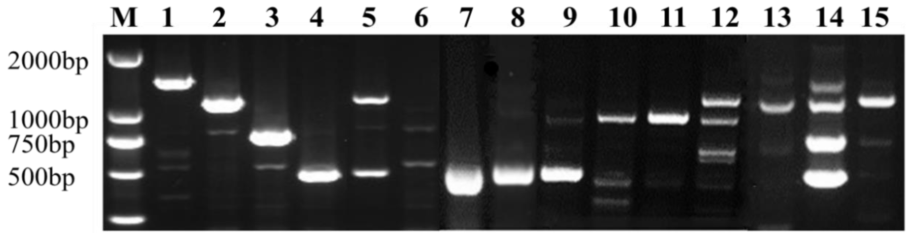 Agronomy 13 00919 g004