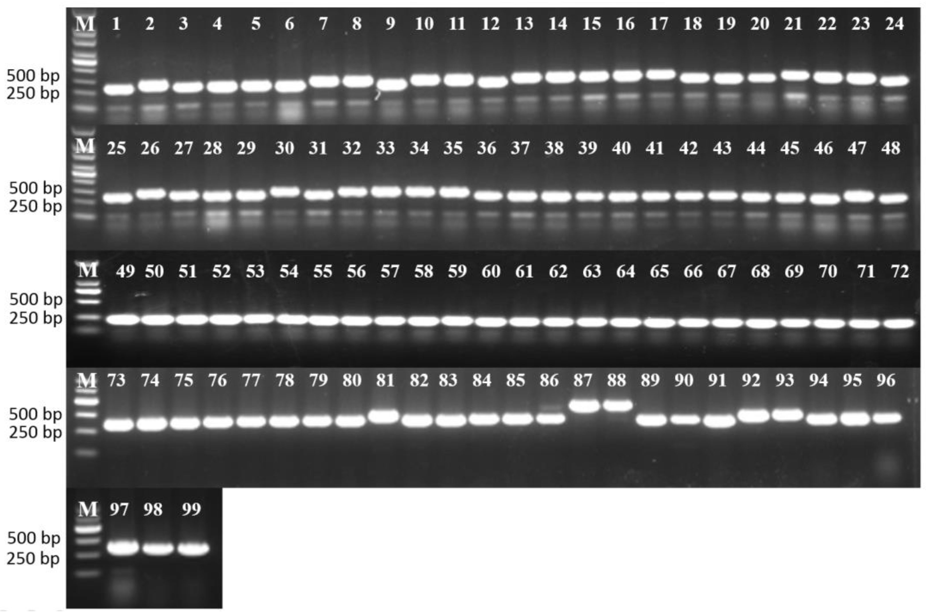 Agronomy 13 00919 g005
