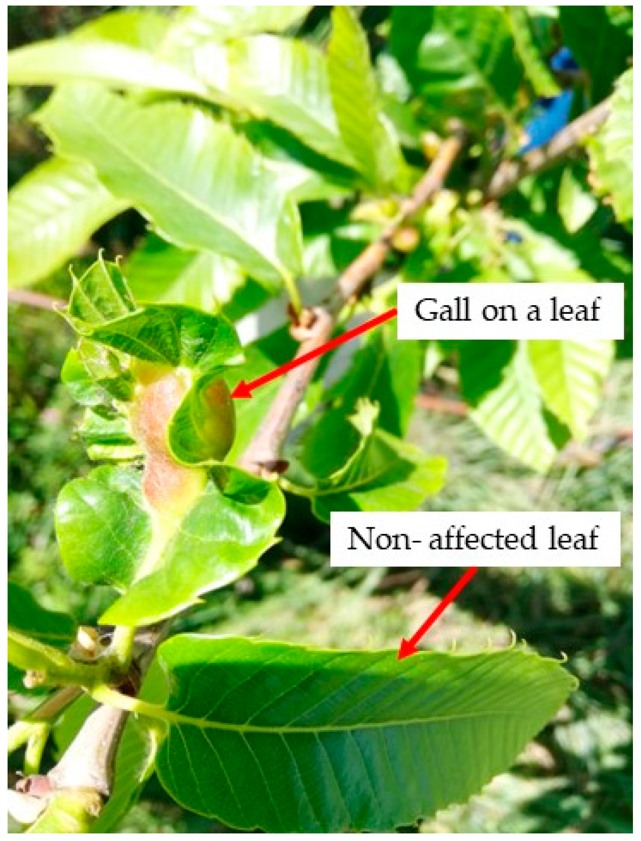 Agronomy 13 00923 g008