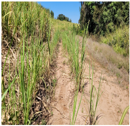 Agronomy 13 00925 i002