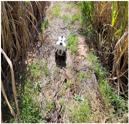 Agronomy 13 00925 i003