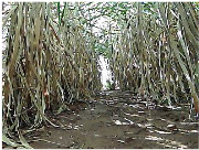 Agronomy 13 00925 i008