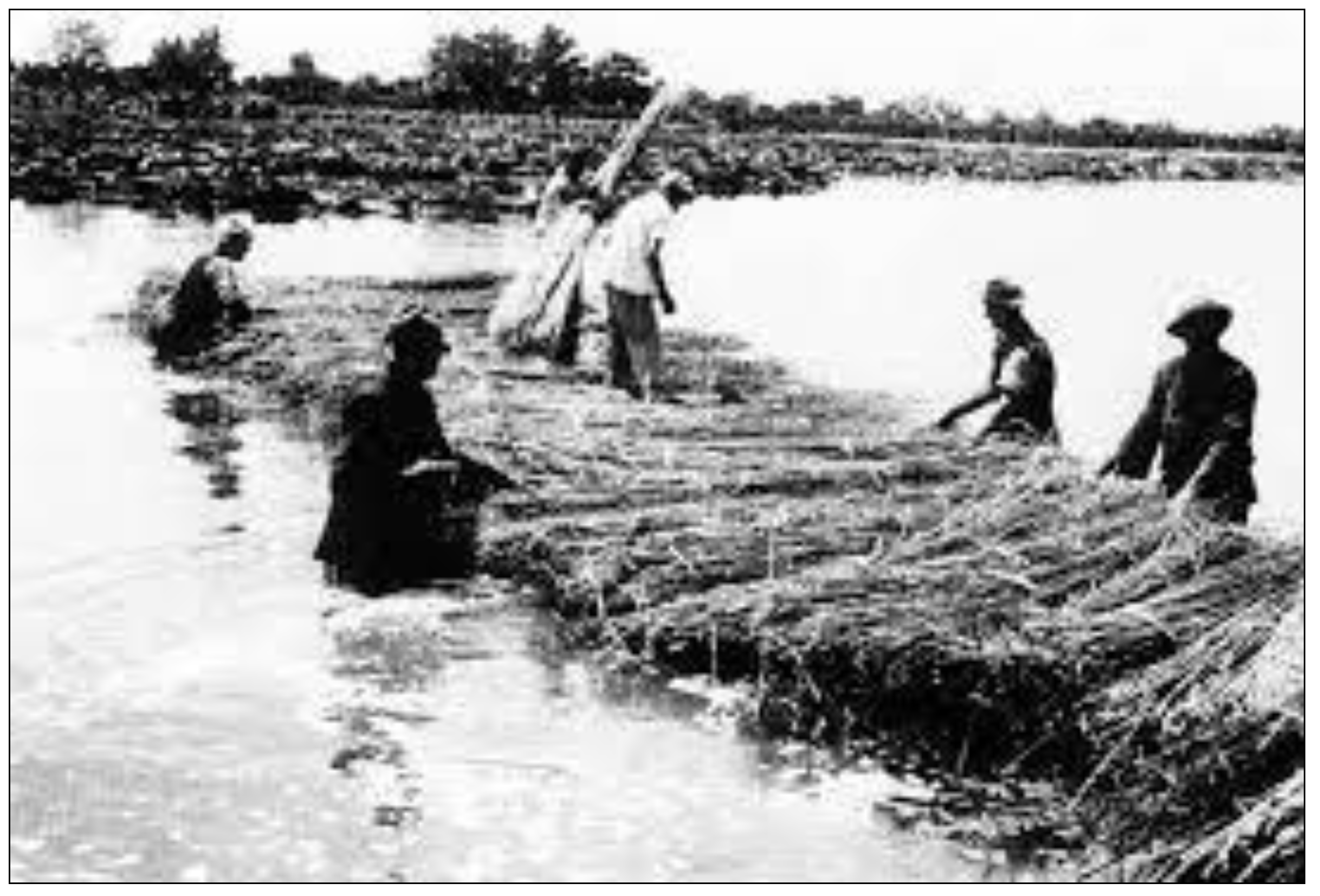 Agronomy 13 00931 g002