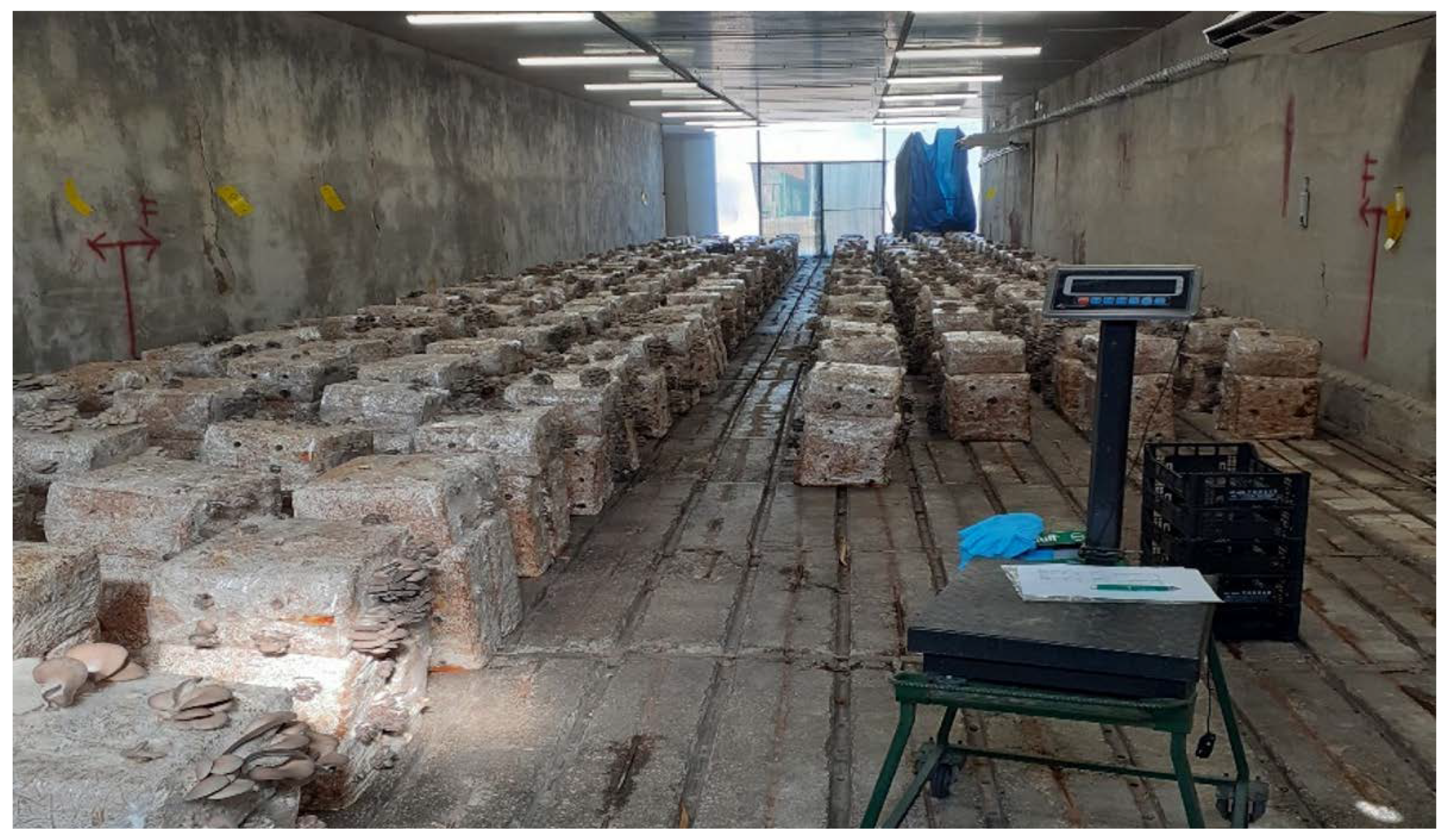 Agronomy 13 00950 g001