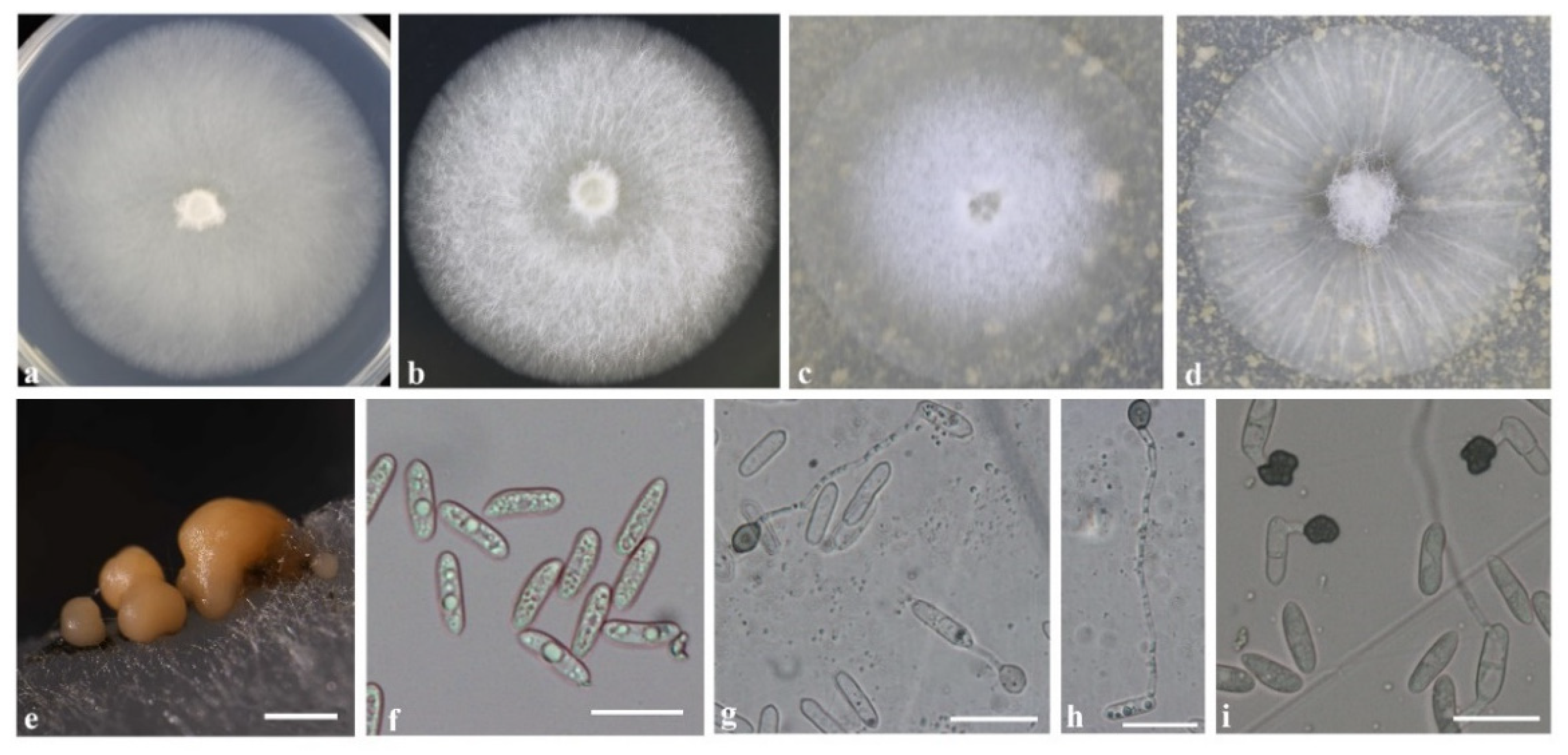Agronomy 13 00952 g004