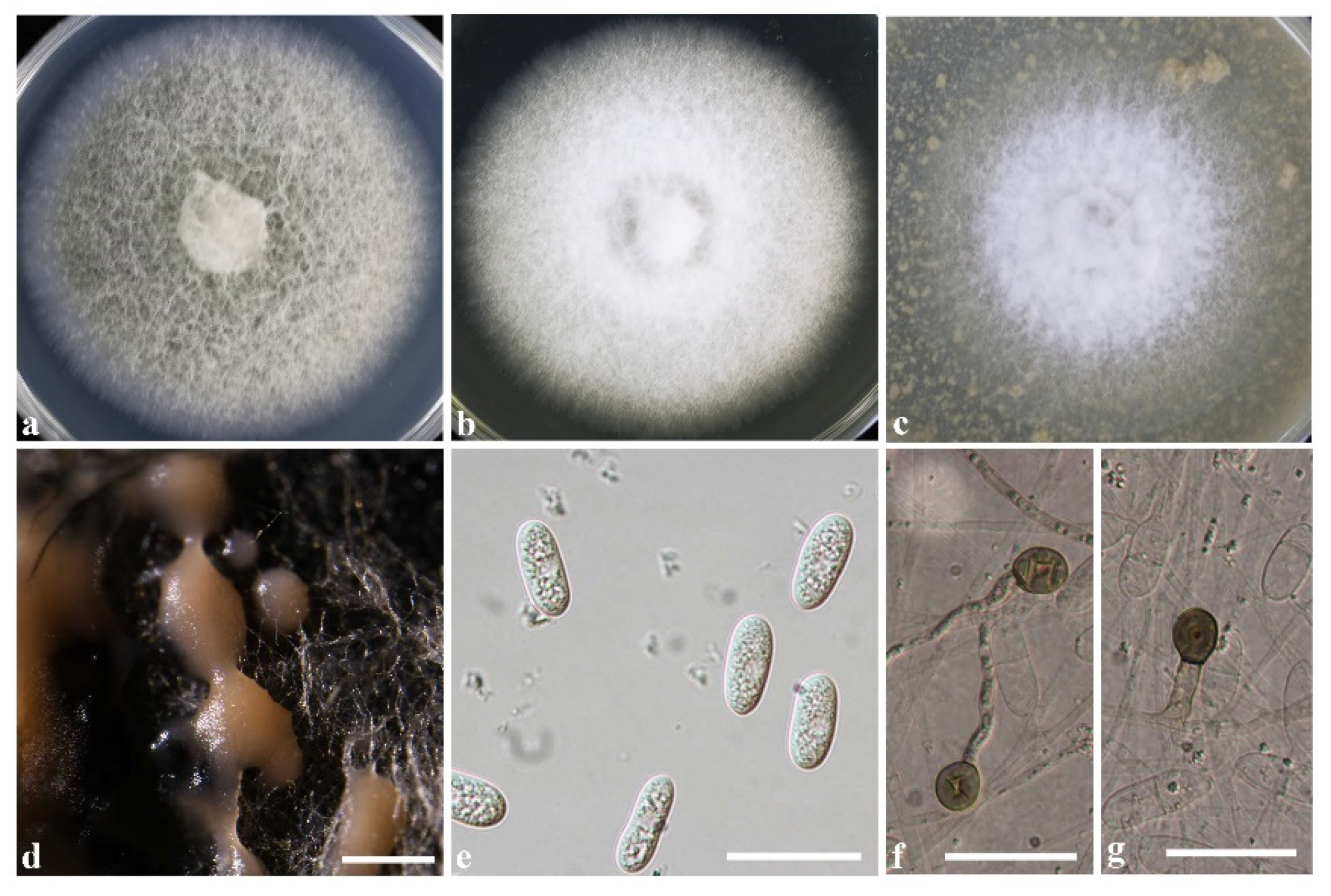 Agronomy 13 00952 g005