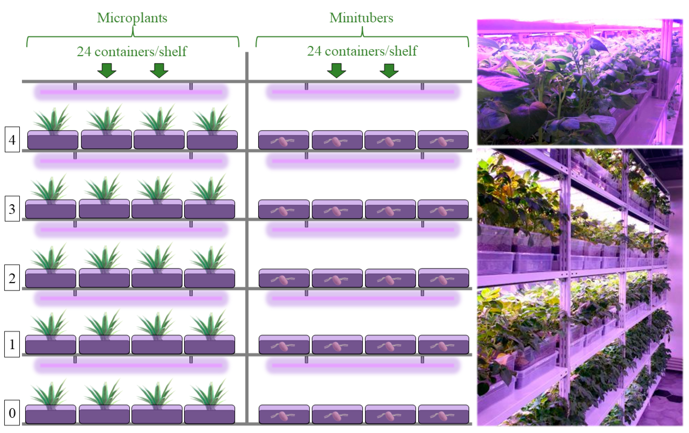 Agronomy 13 00954 g001