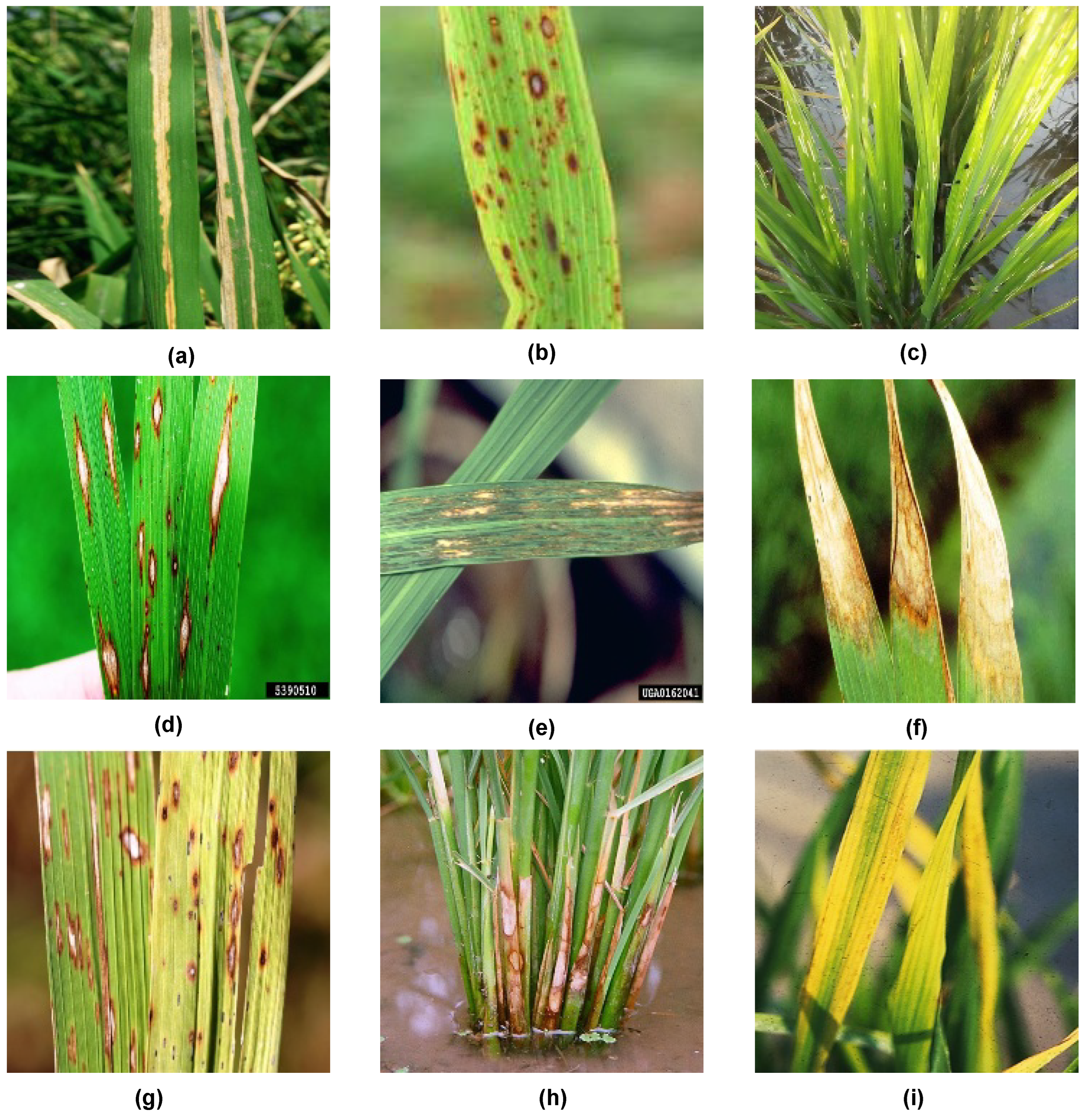 Agronomy 13 00961 g002 Agronomy 13 00961 g002