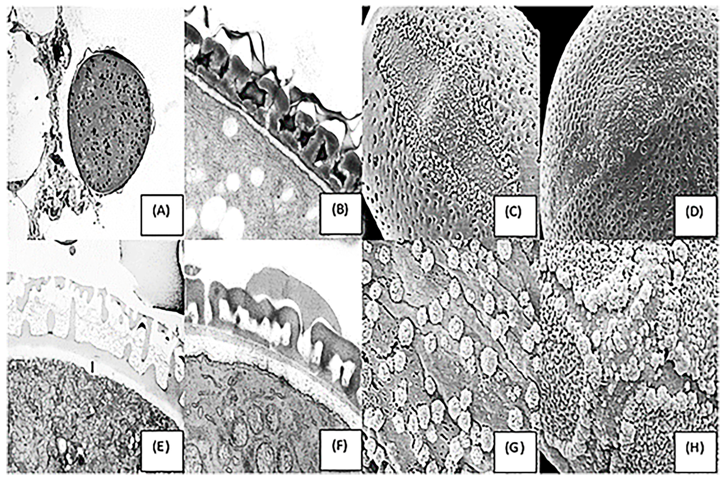 Agronomy 13 00962 g007