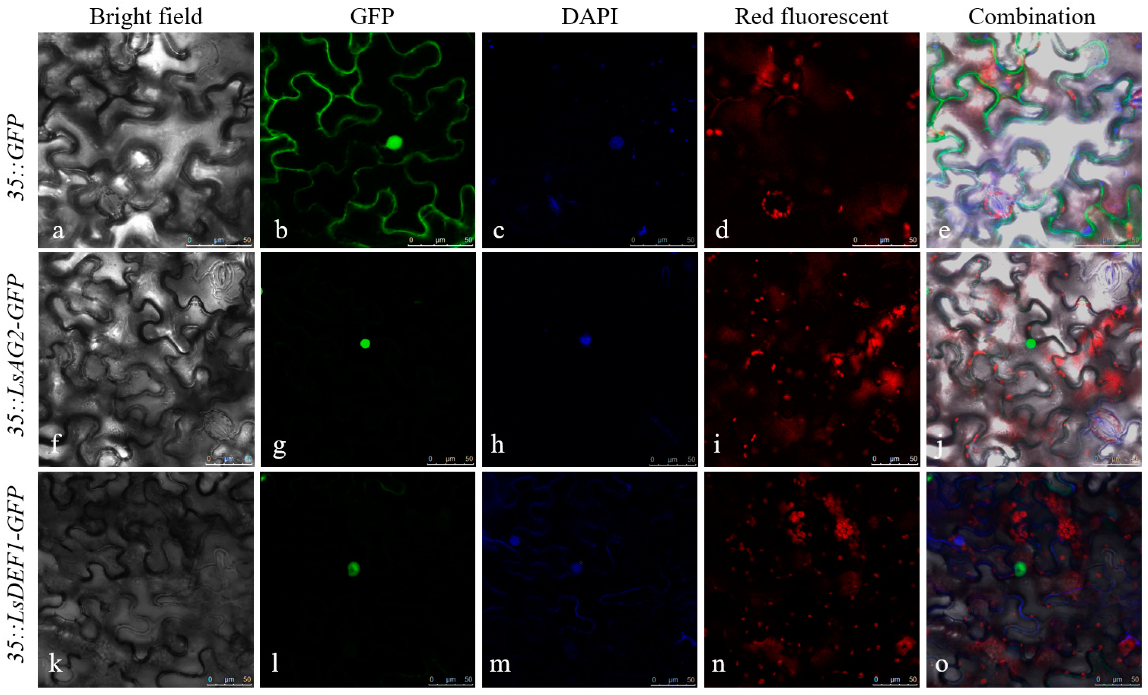 Agronomy 13 00976 g003