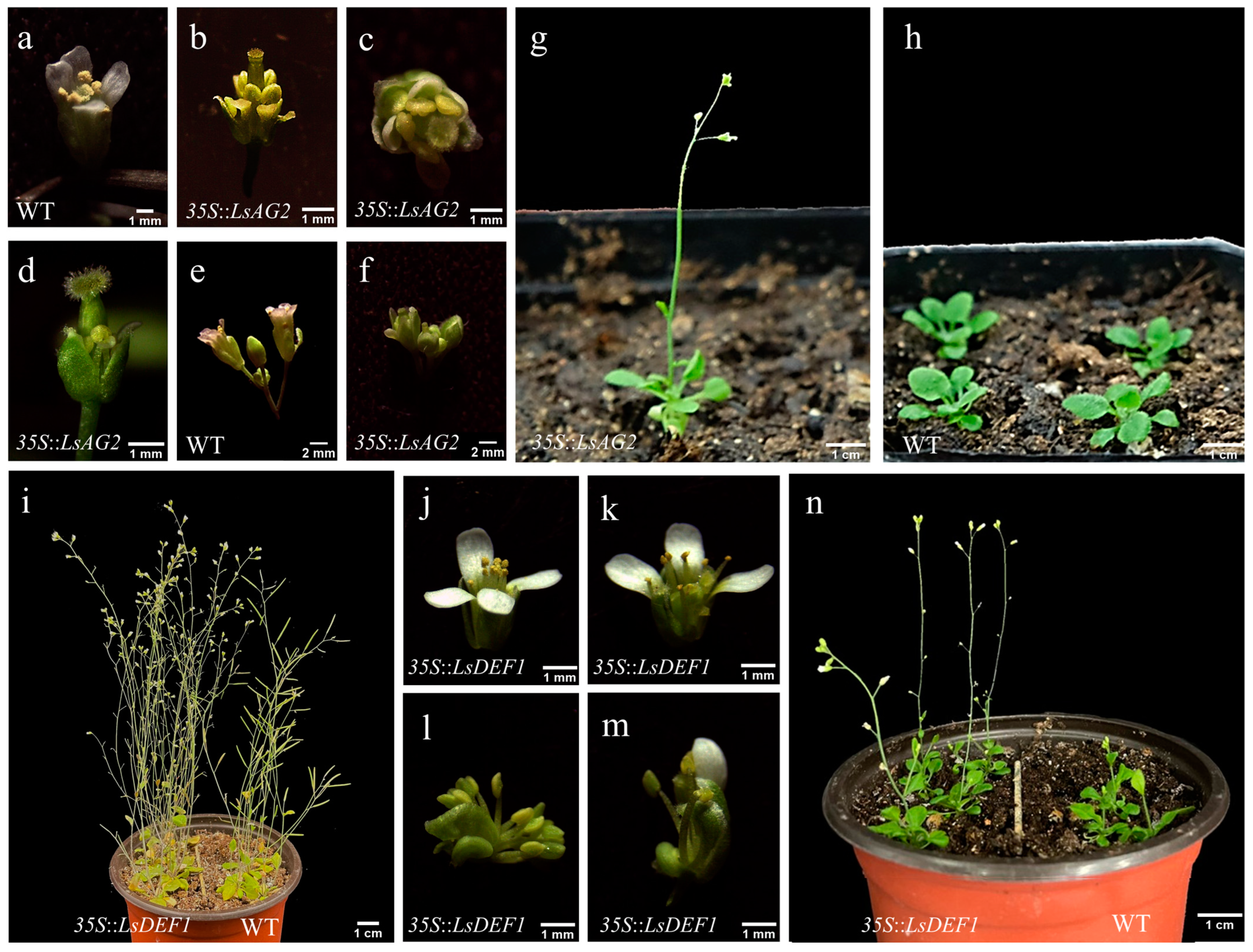 Agronomy 13 00976 g004