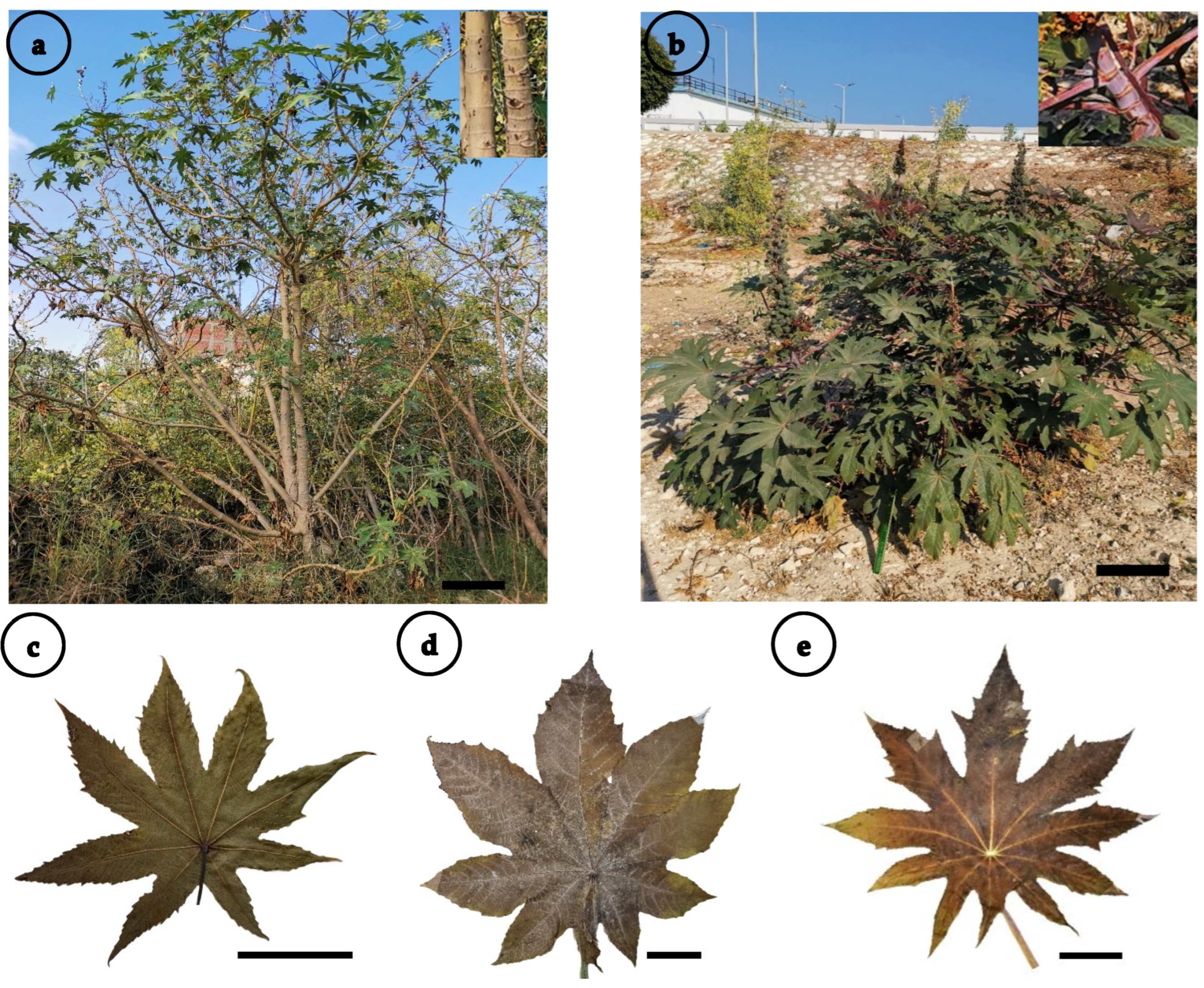 Agronomy 13 00985 g002 Agronomy 13 00985 g002