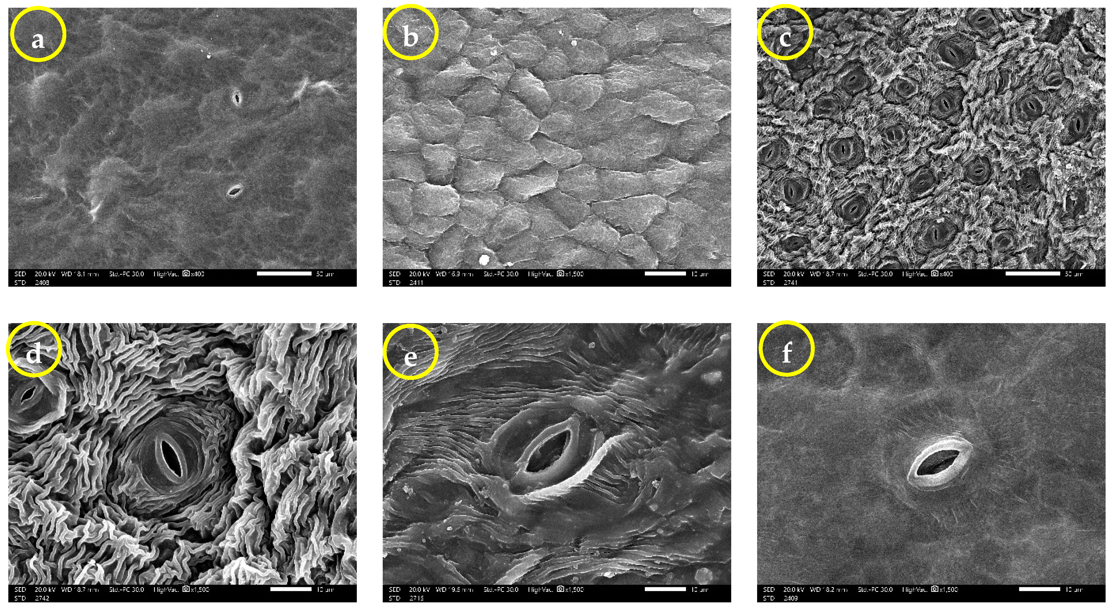 Agronomy 13 00985 g005a Agronomy 13 00985 g005a