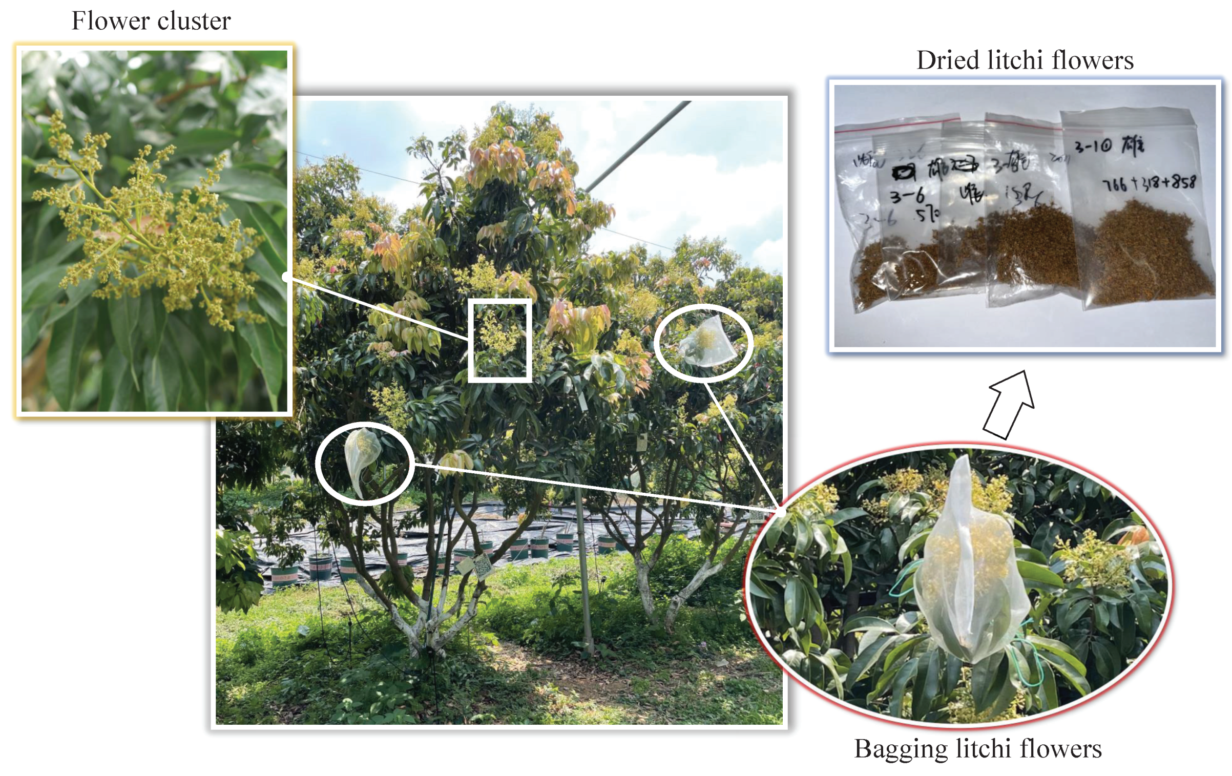 Agronomy 13 00987 g001