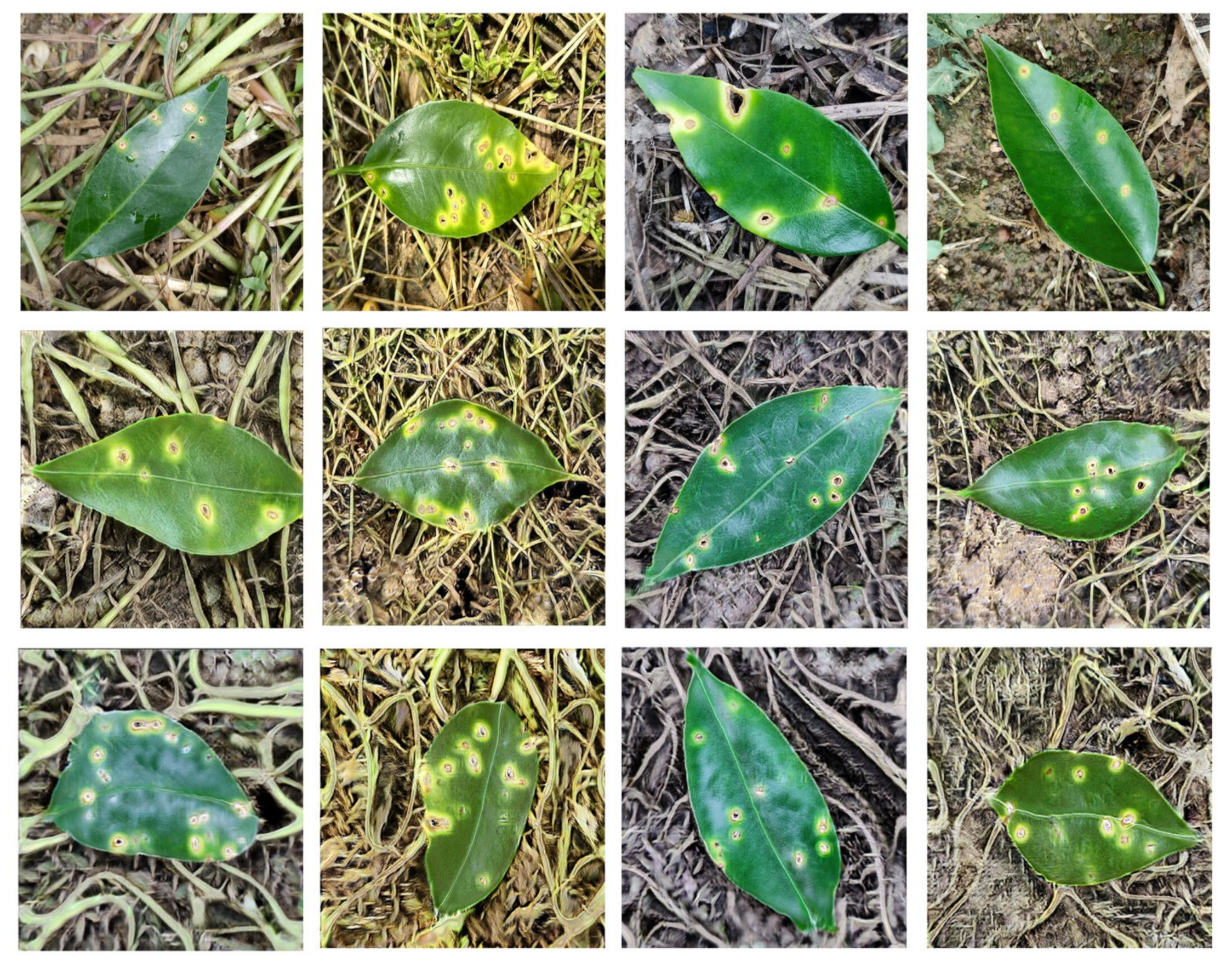 Agronomy 13 00988 g008