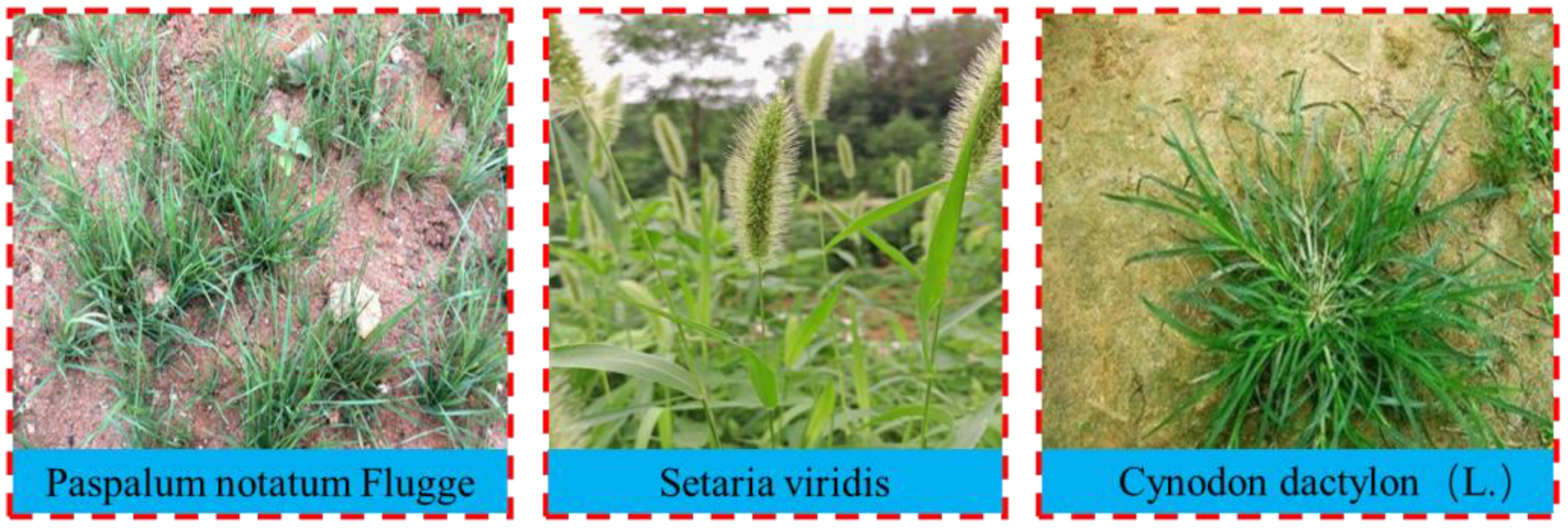 Agronomy 13 00993 g002