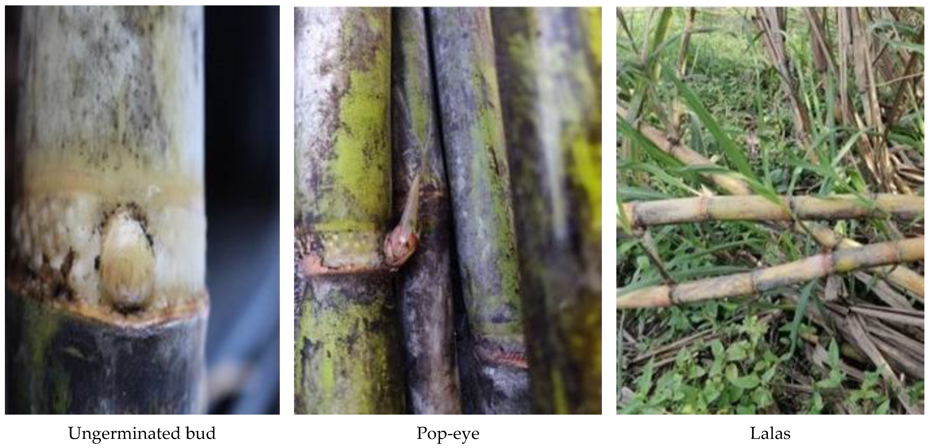 Agronomy 13 01001 g001