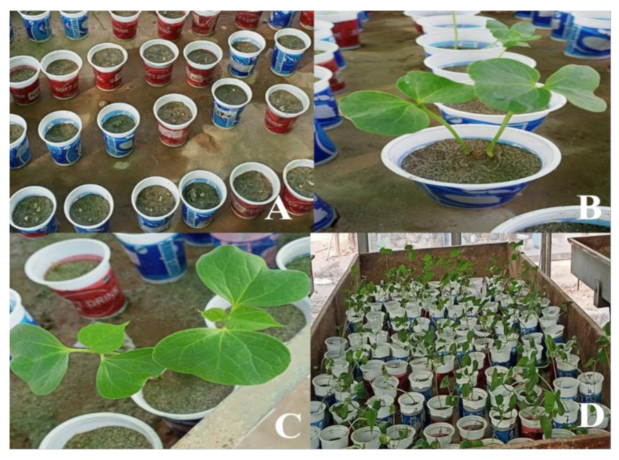 Agronomy 13 01012 g001