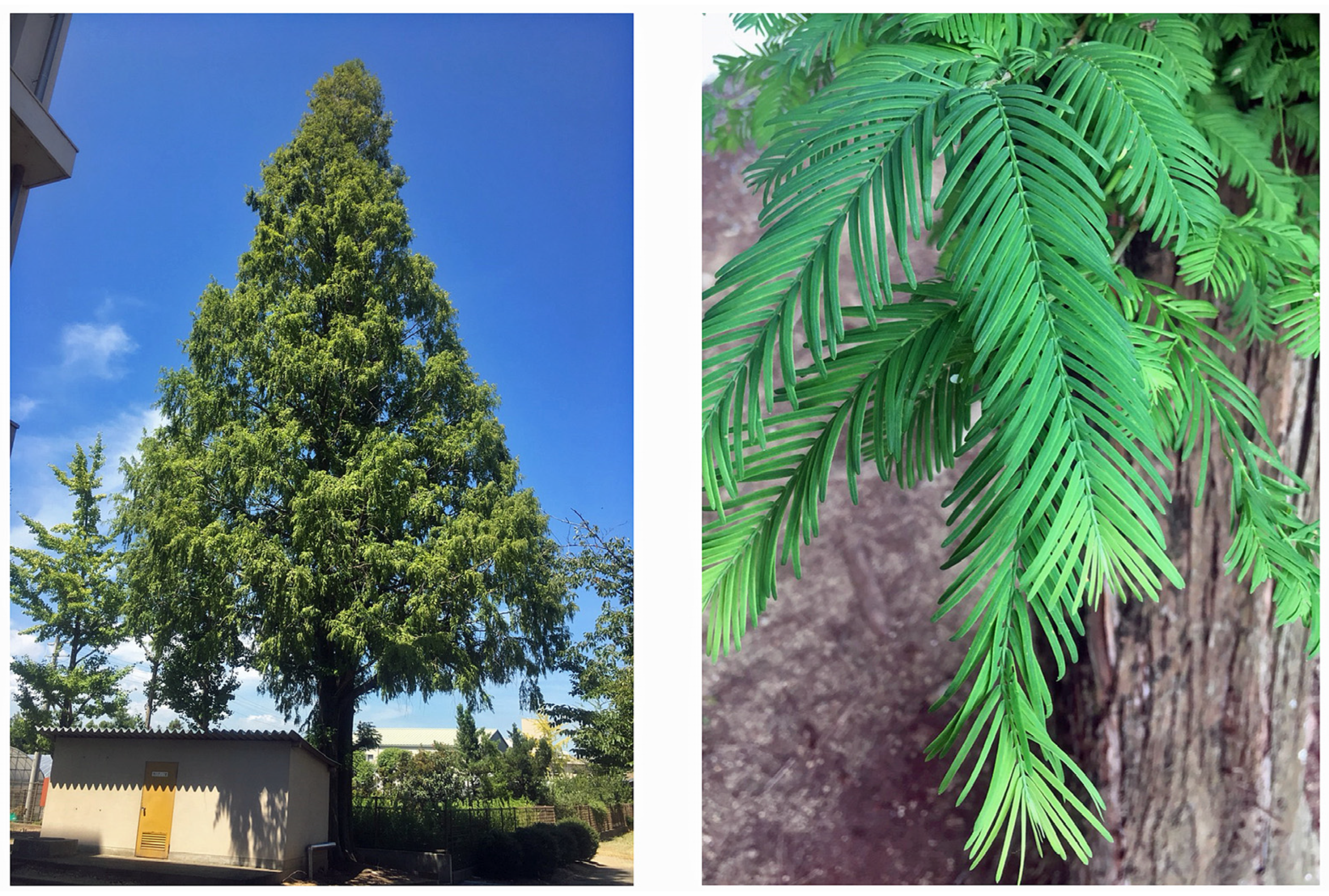 Agronomy 13 01017 g001