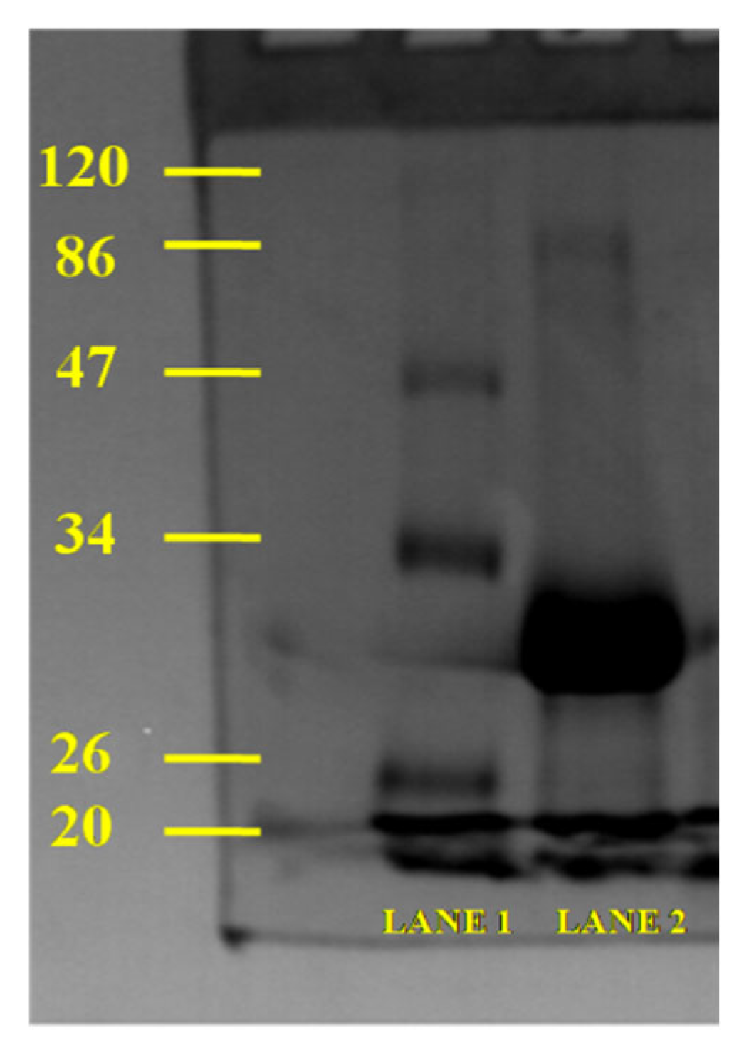 Agronomy 13 01019 g005