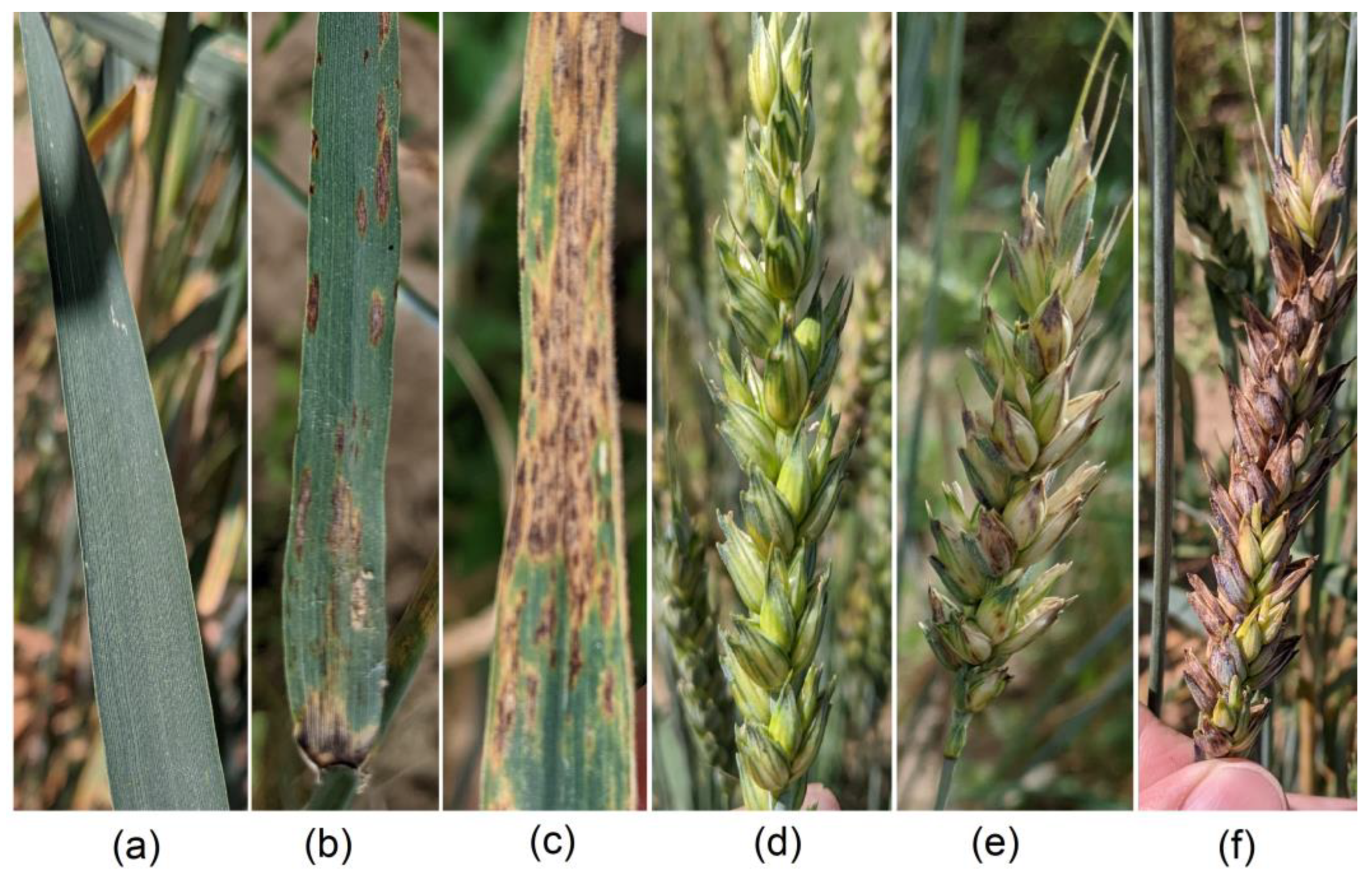 Agronomy 13 01045 g001