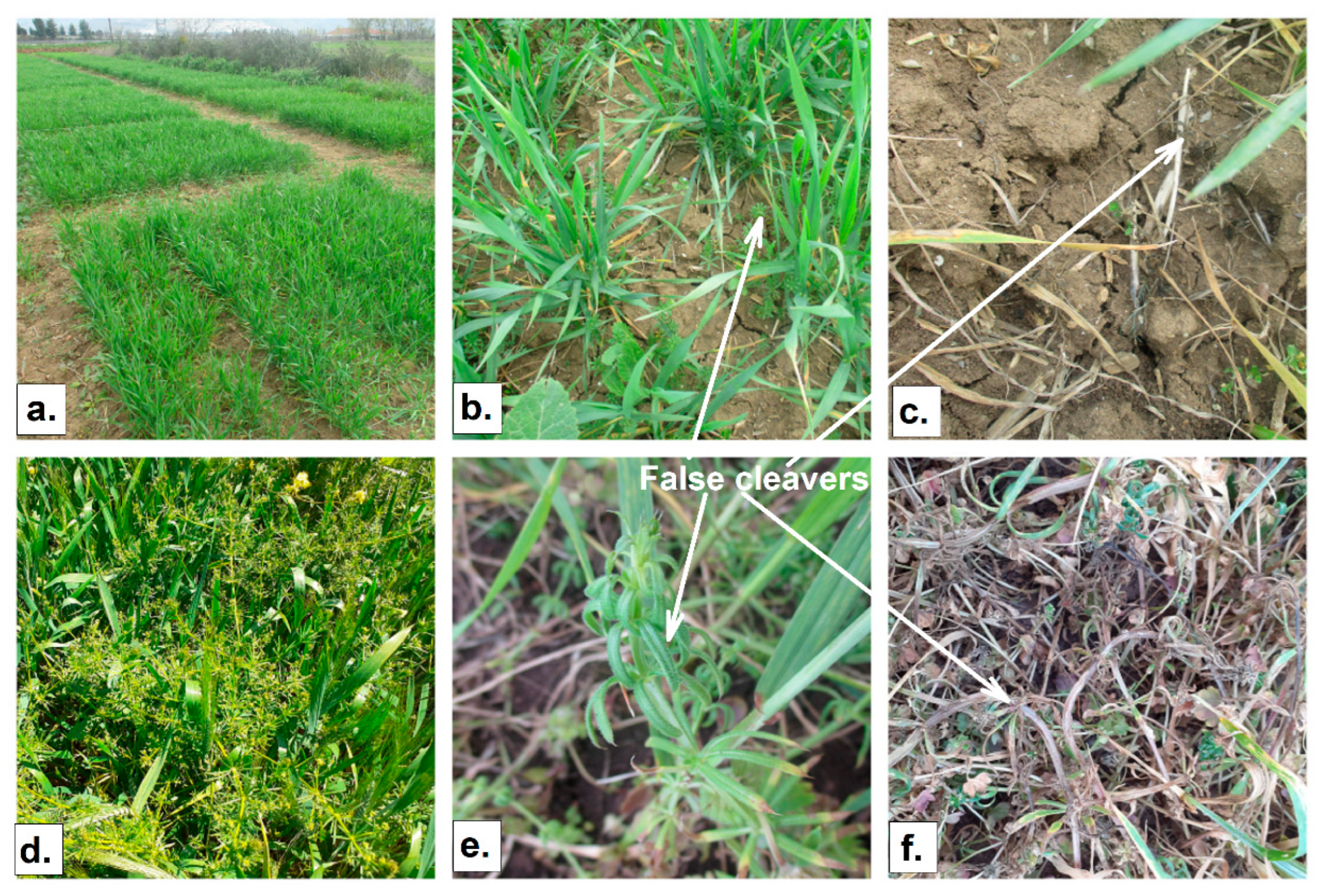 Agronomy 13 01087 g011