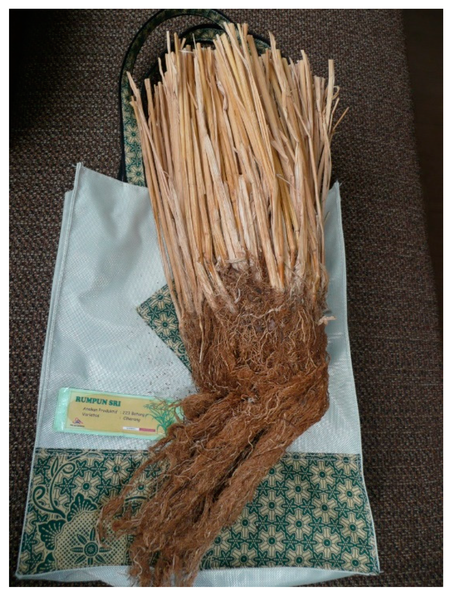 Agronomy 13 01098 g003