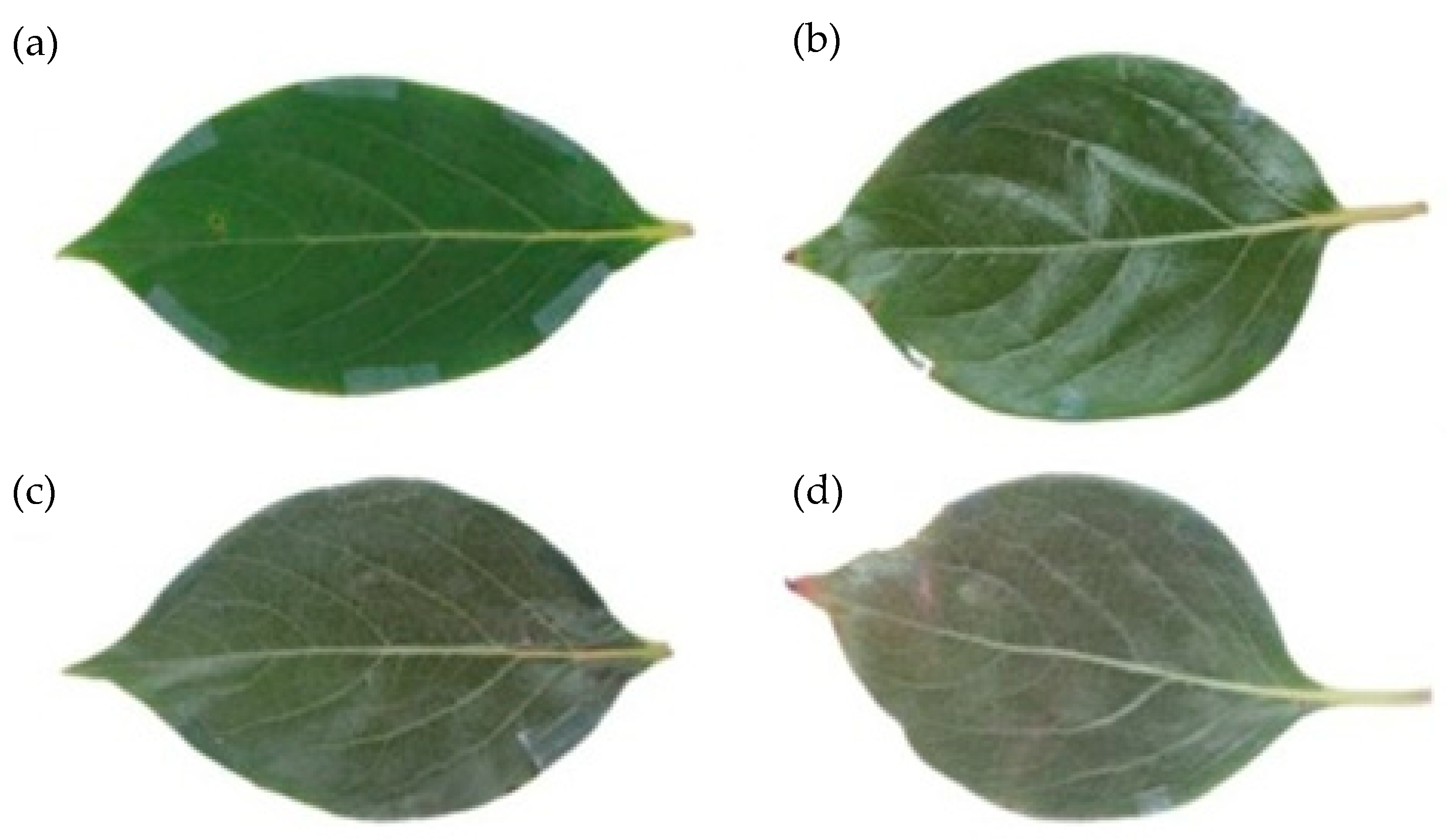 Agronomy 13 01105 g001