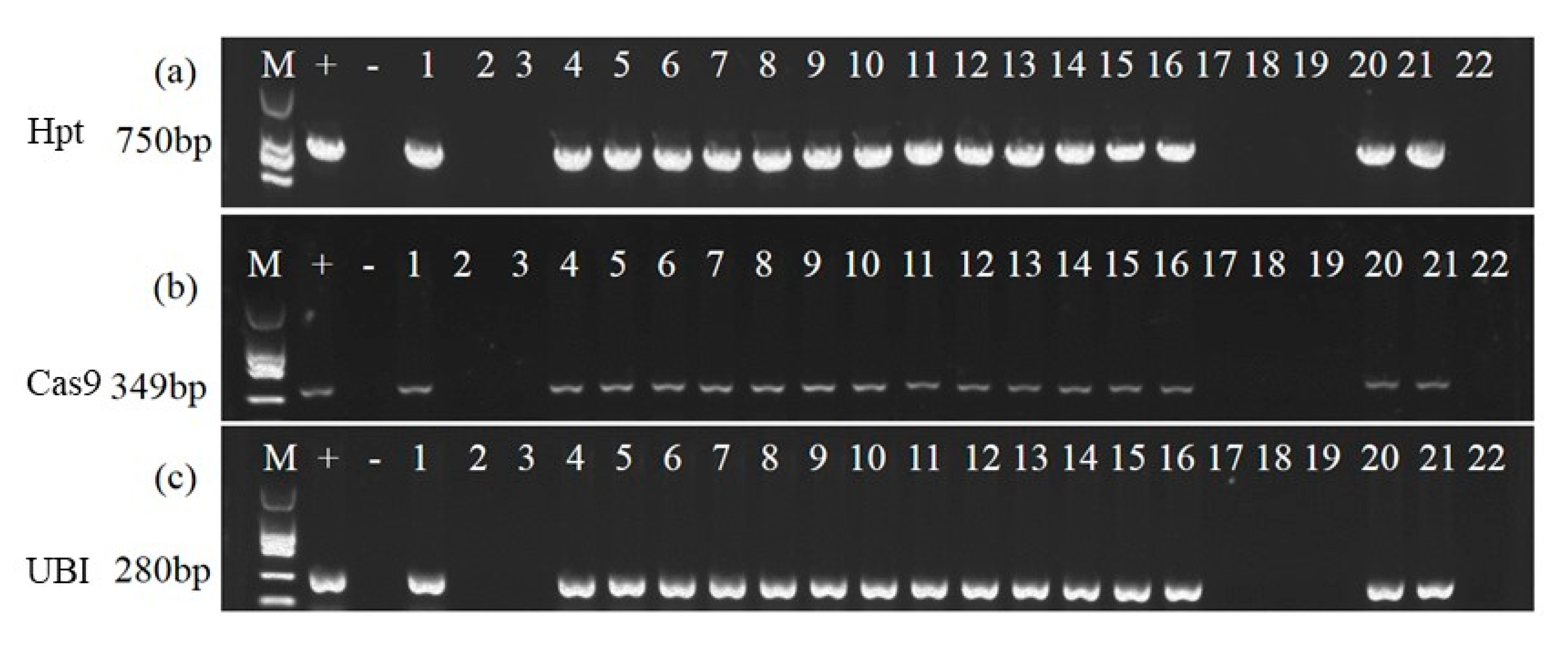 Agronomy 13 01130 g001