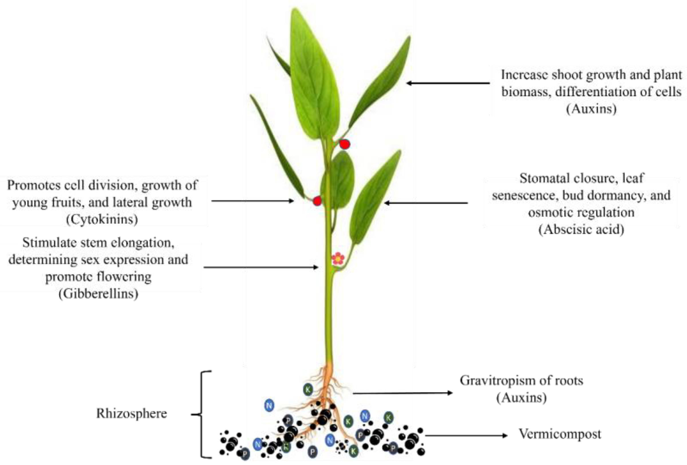 Agronomy 13 01134 g003