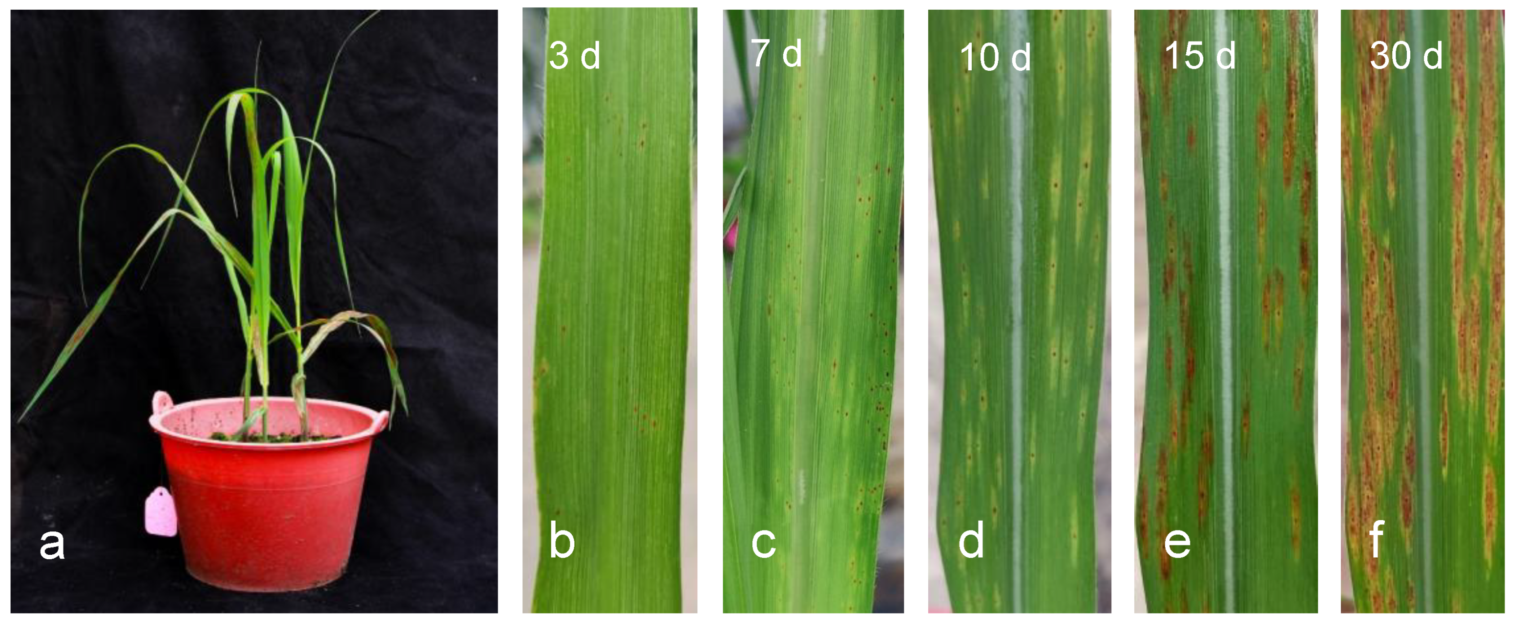 Agronomy 13 01136 g002 Agronomy 13 01136 g002