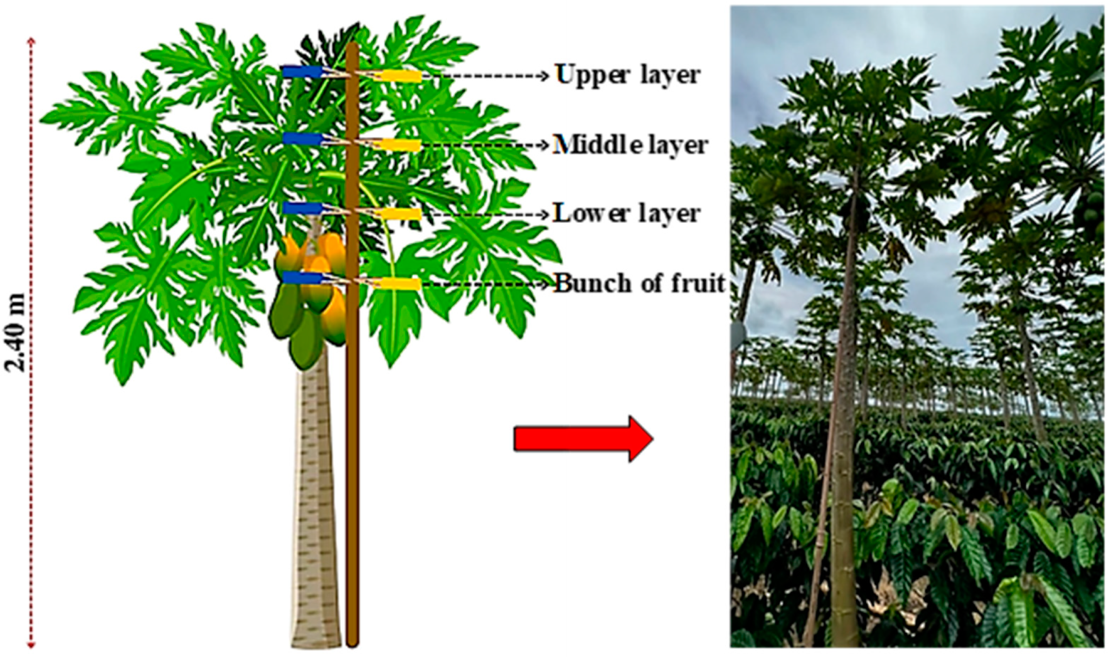Agronomy 13 01138 g004 Agronomy 13 01138 g004