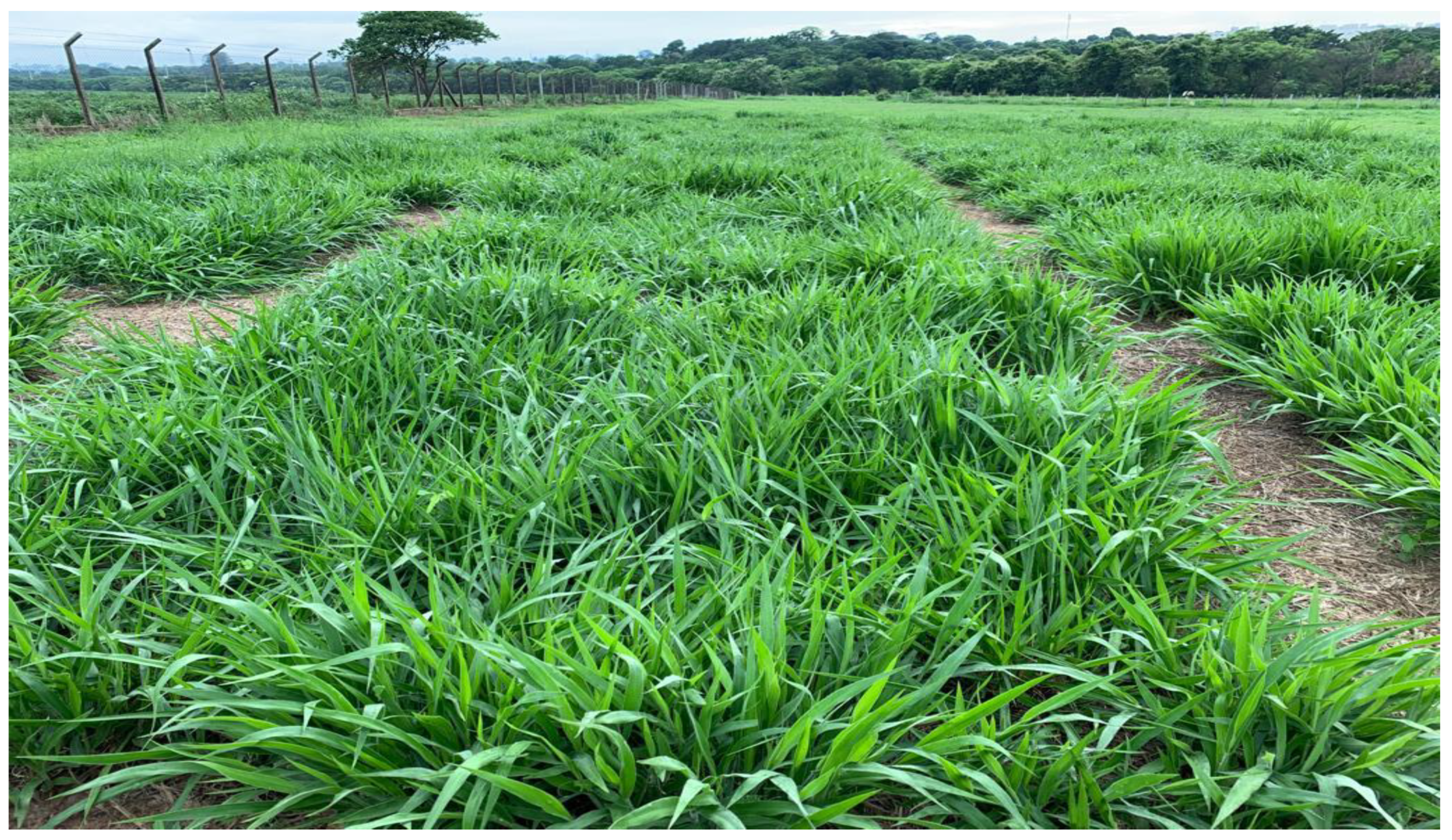 Agronomy 13 01145 g002