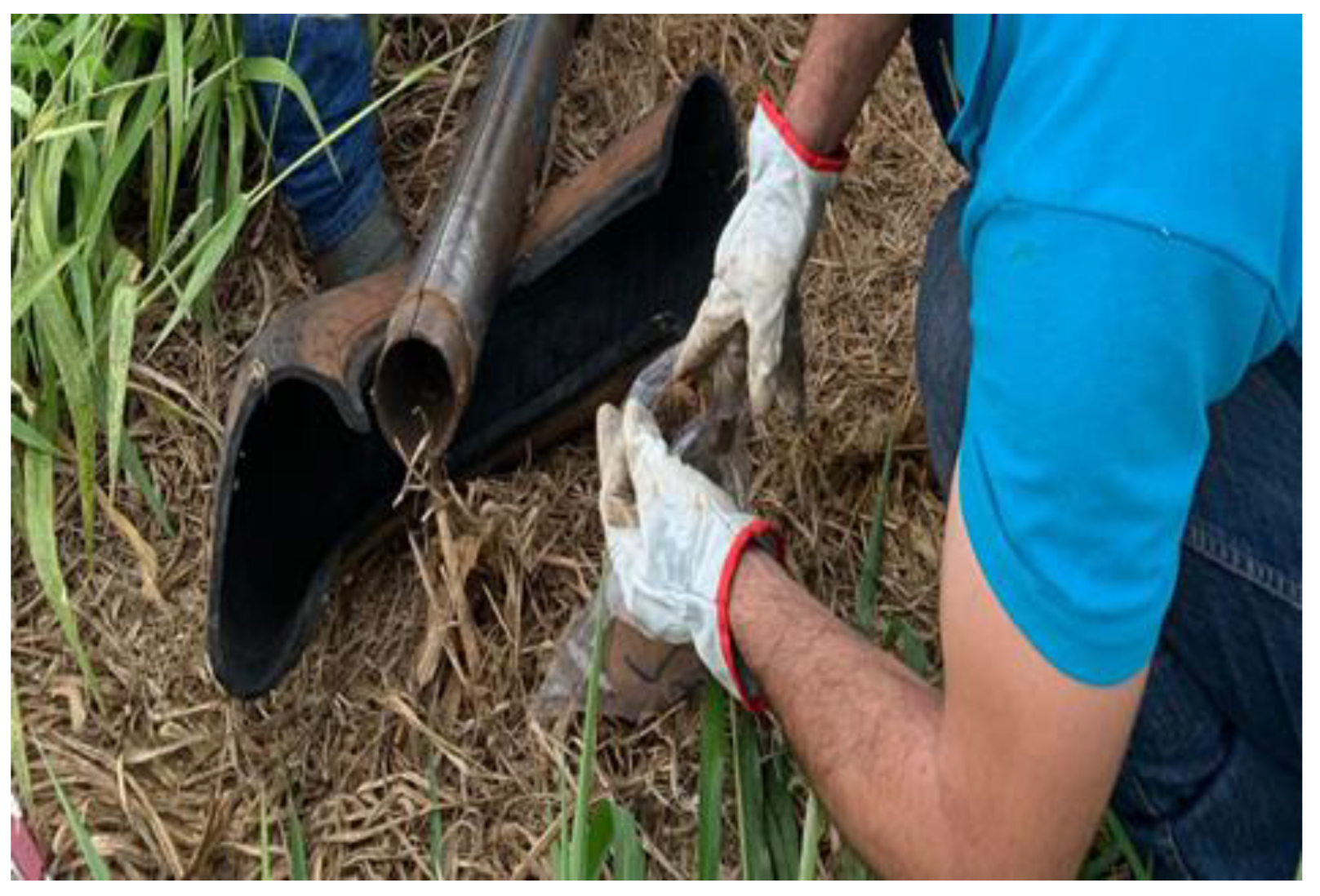 Agronomy 13 01145 g004