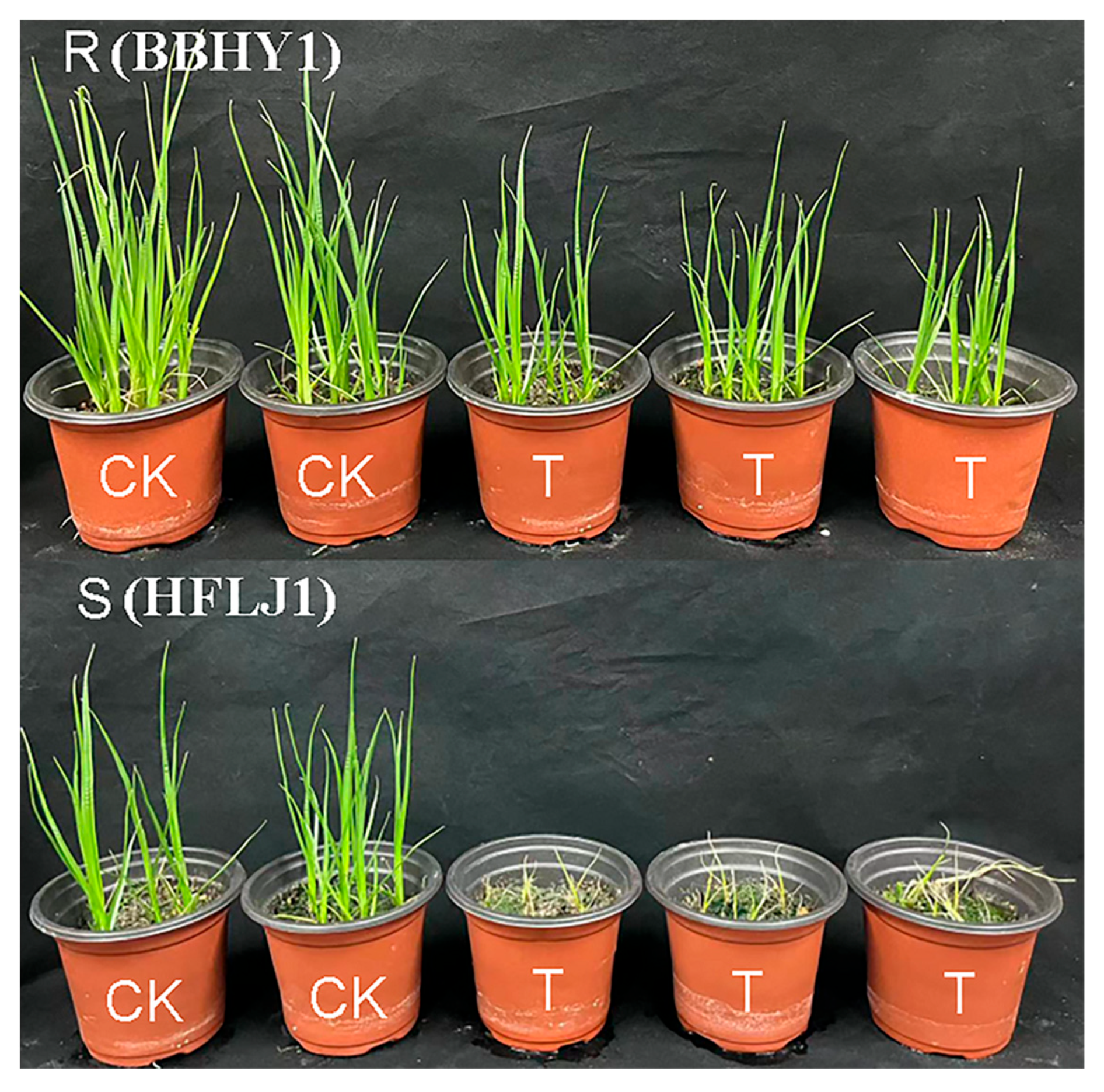 Agronomy 13 01179 g001