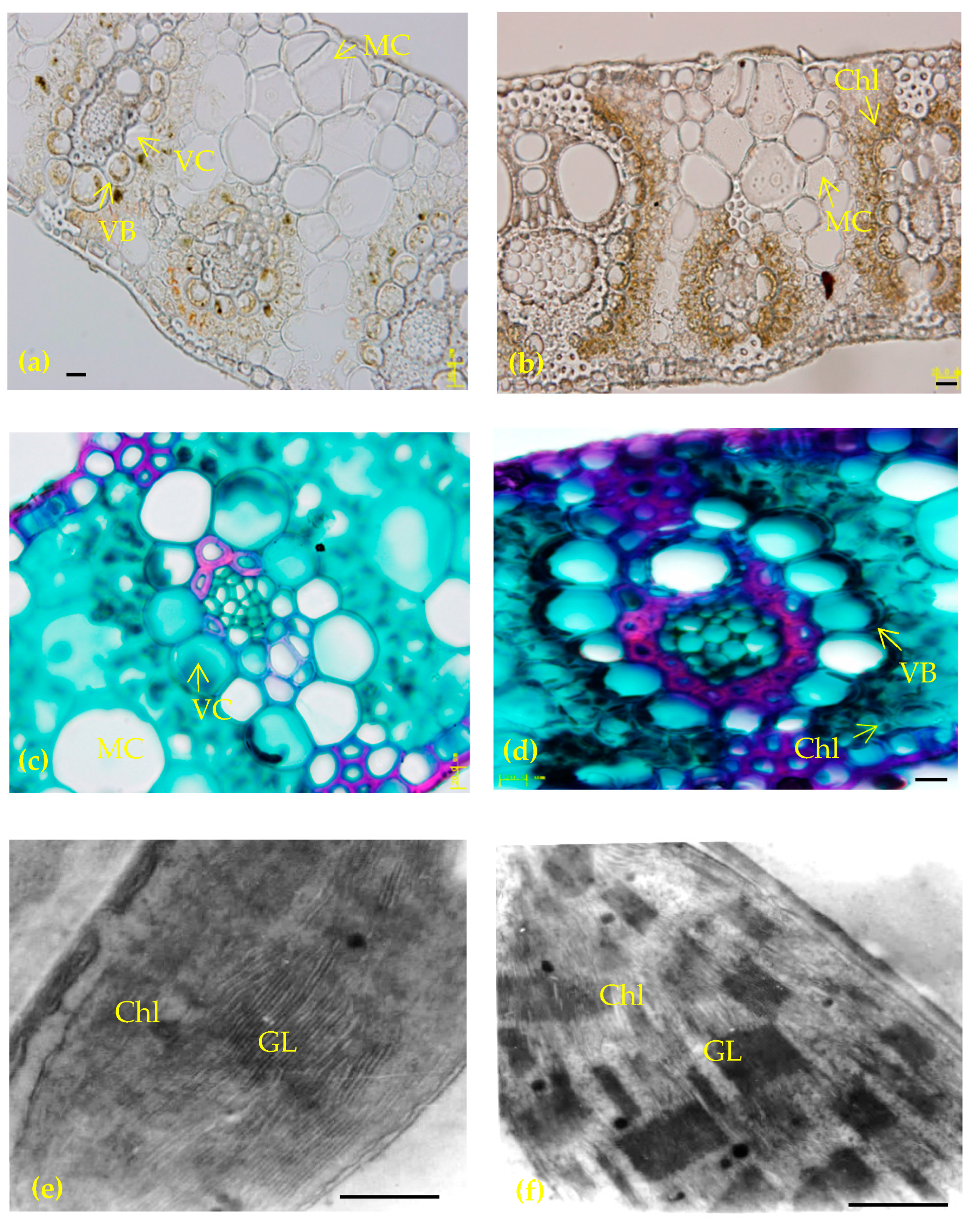 Agronomy 13 01196 g005